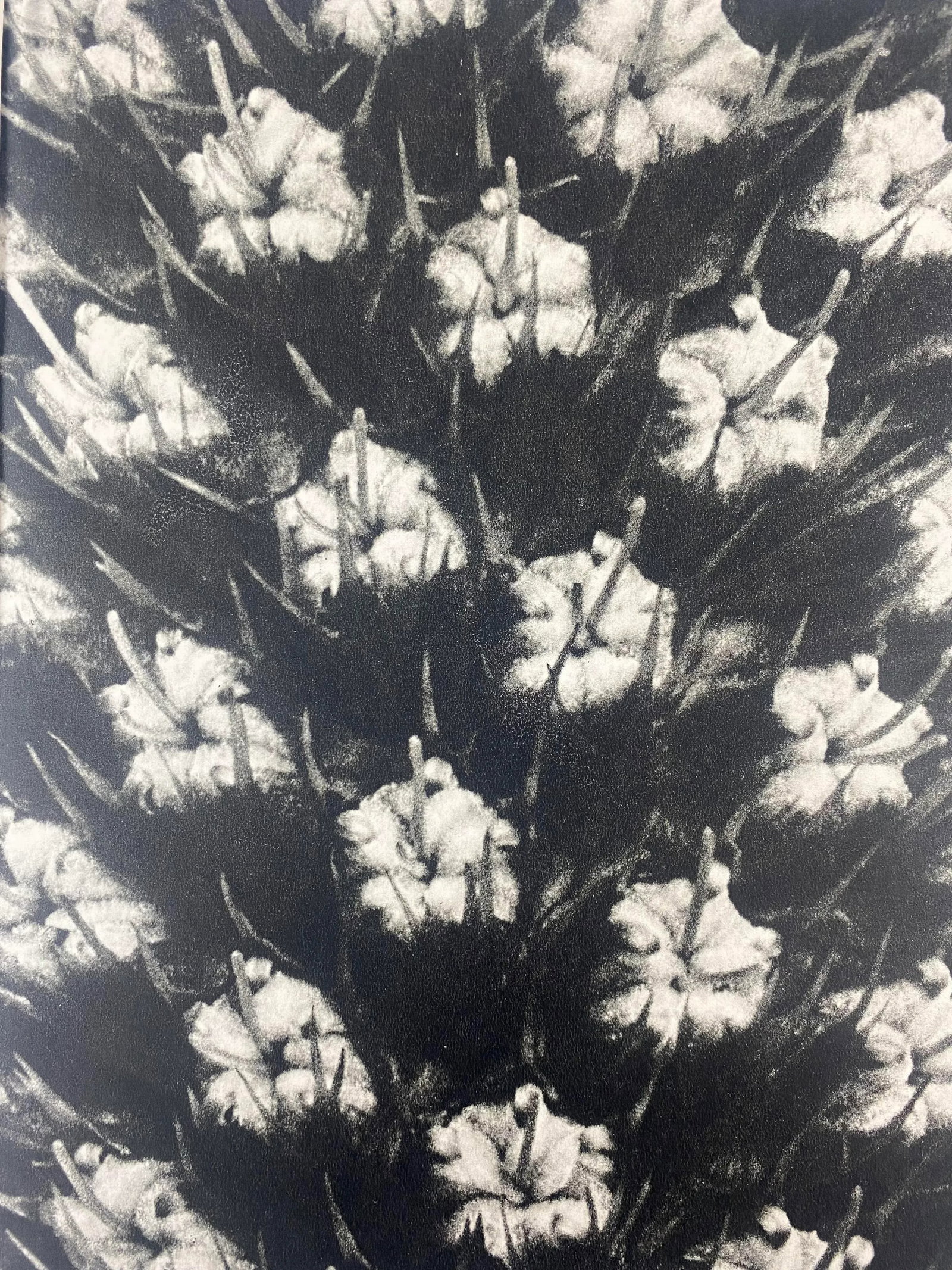 Framed Vintage Botanical Blossfeldt Print - No. 119 - 2