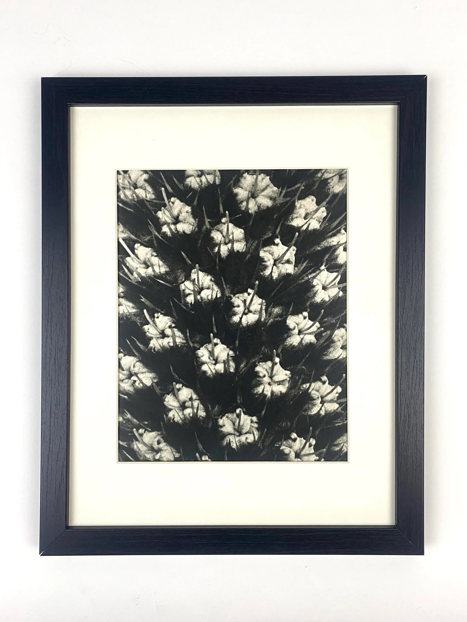 Framed Vintage Botanical Blossfeldt Print - No. 119 - 5