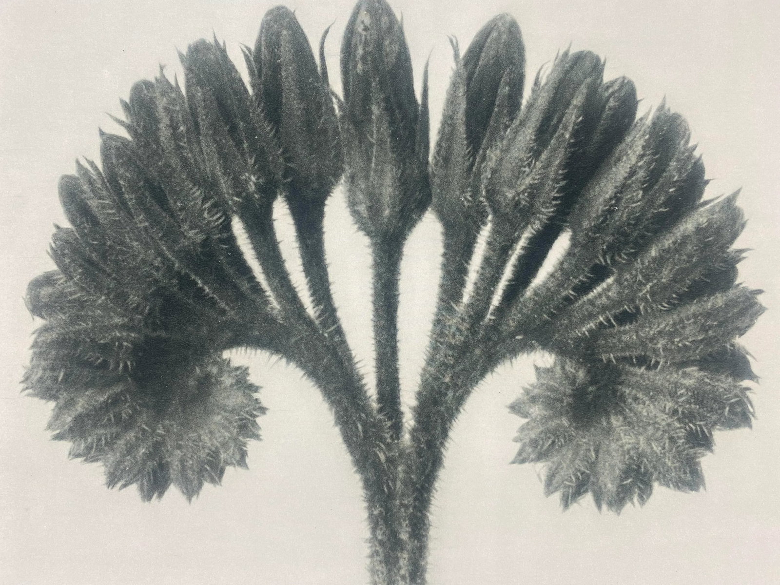Framed Antique Botanical Blossfeldt Print - No. 89 - 2