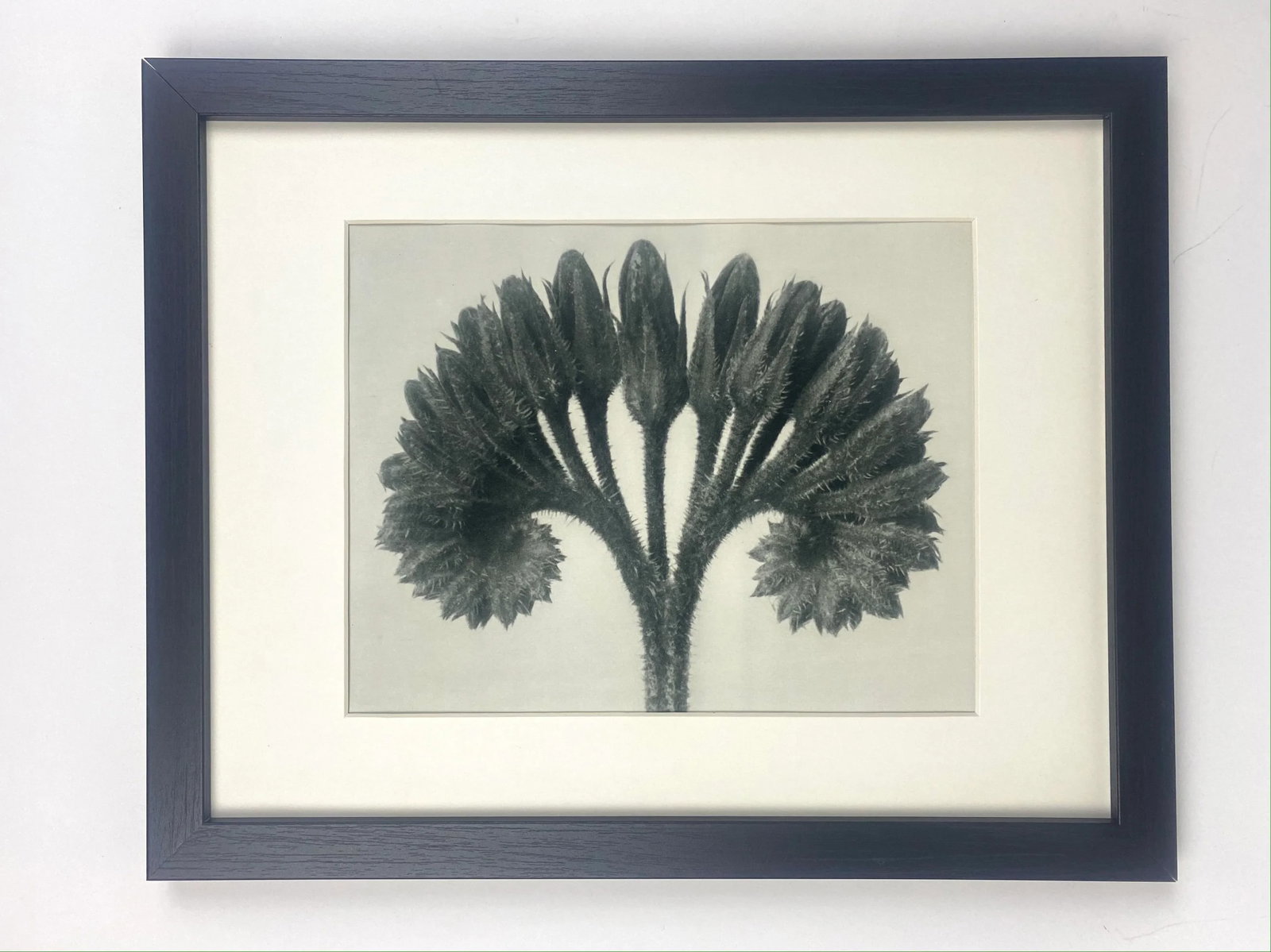 Framed Antique Botanical Blossfeldt Print - No. 89 - 5