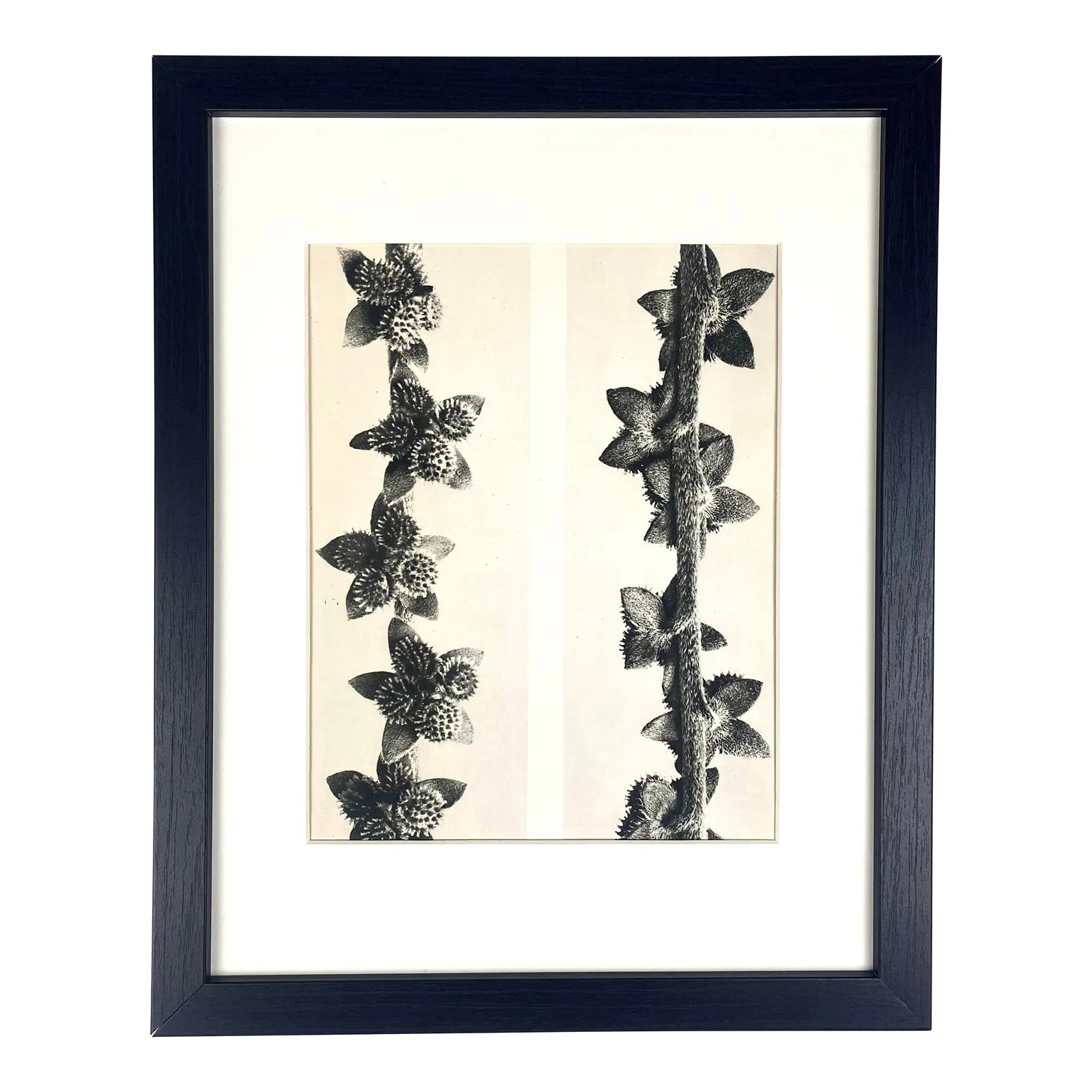 1940s Framed Botanical Blossfeldt Print - No. 27: Exquisite Botanical photogravure from famed Wunder In Der Natur portfolio by Blossfeldt . Karl Blossfeldt (1865 - 1932) was a German professor of sculpture, artist and photographer. His images were