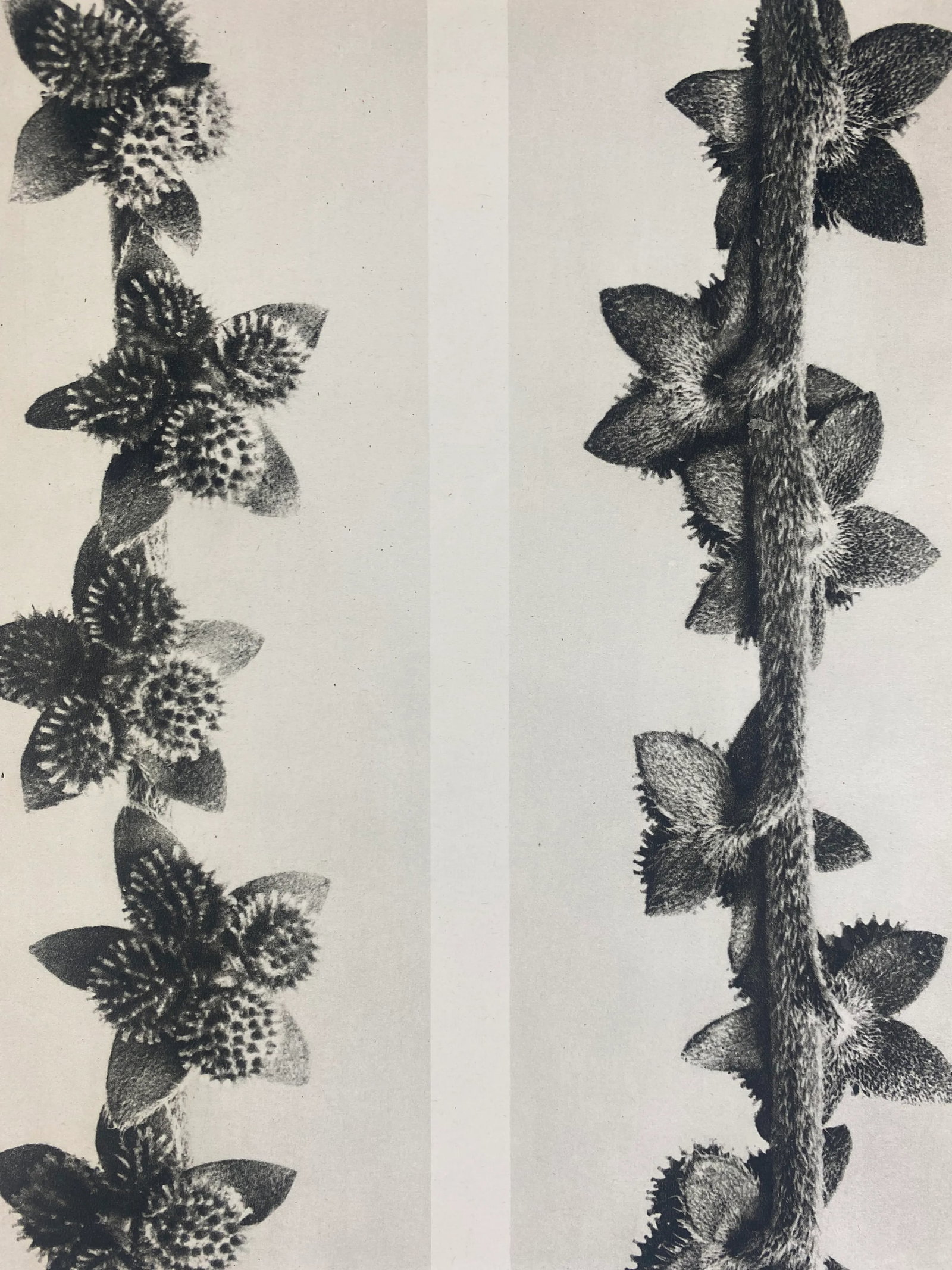 1940s Framed Botanical Blossfeldt Print - No. 27 - 2