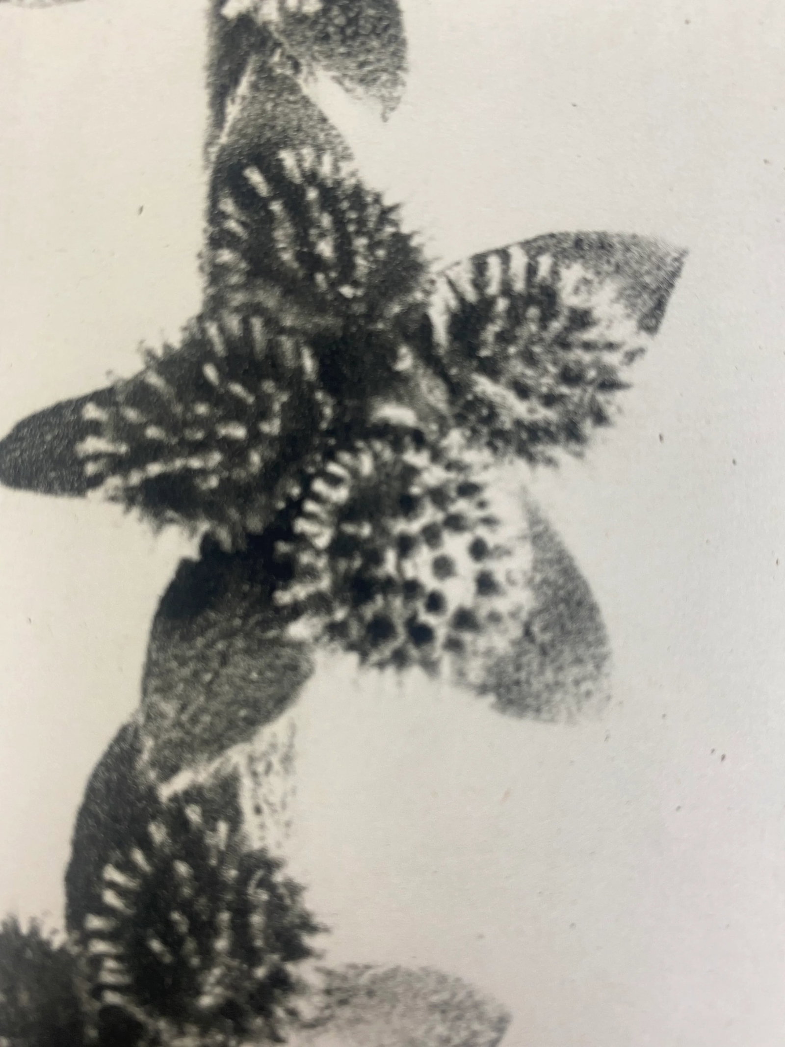 1940s Framed Botanical Blossfeldt Print - No. 27 - 4