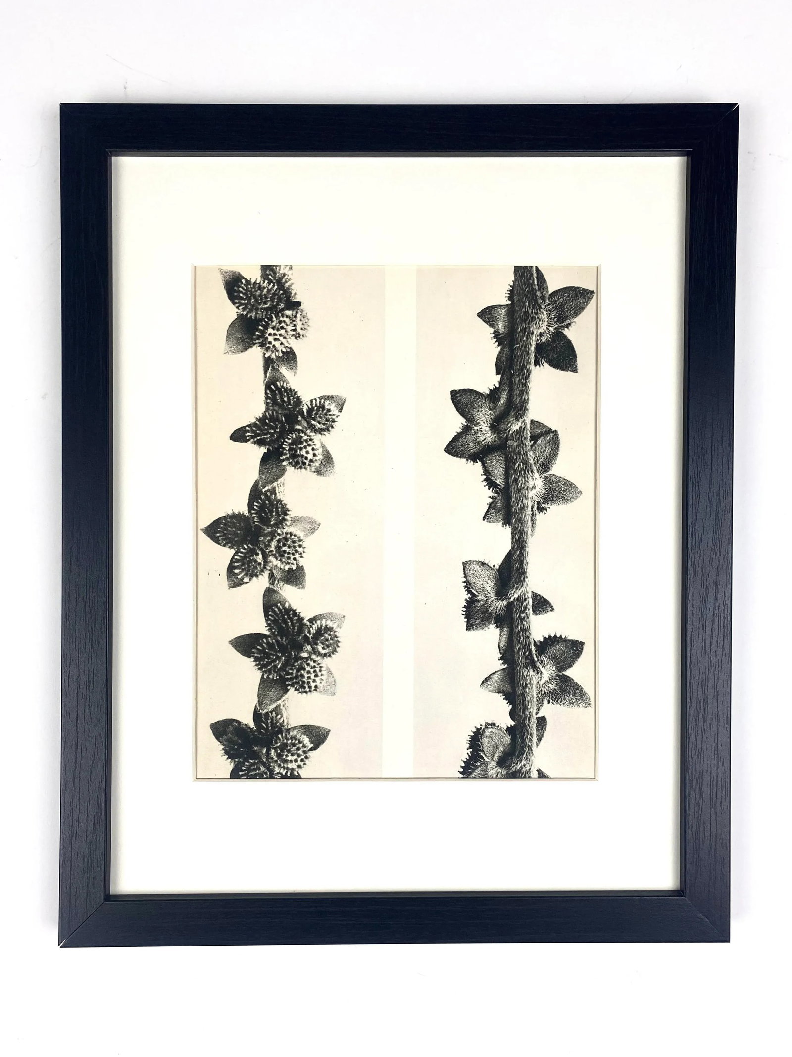 1940s Framed Botanical Blossfeldt Print - No. 27 - 7