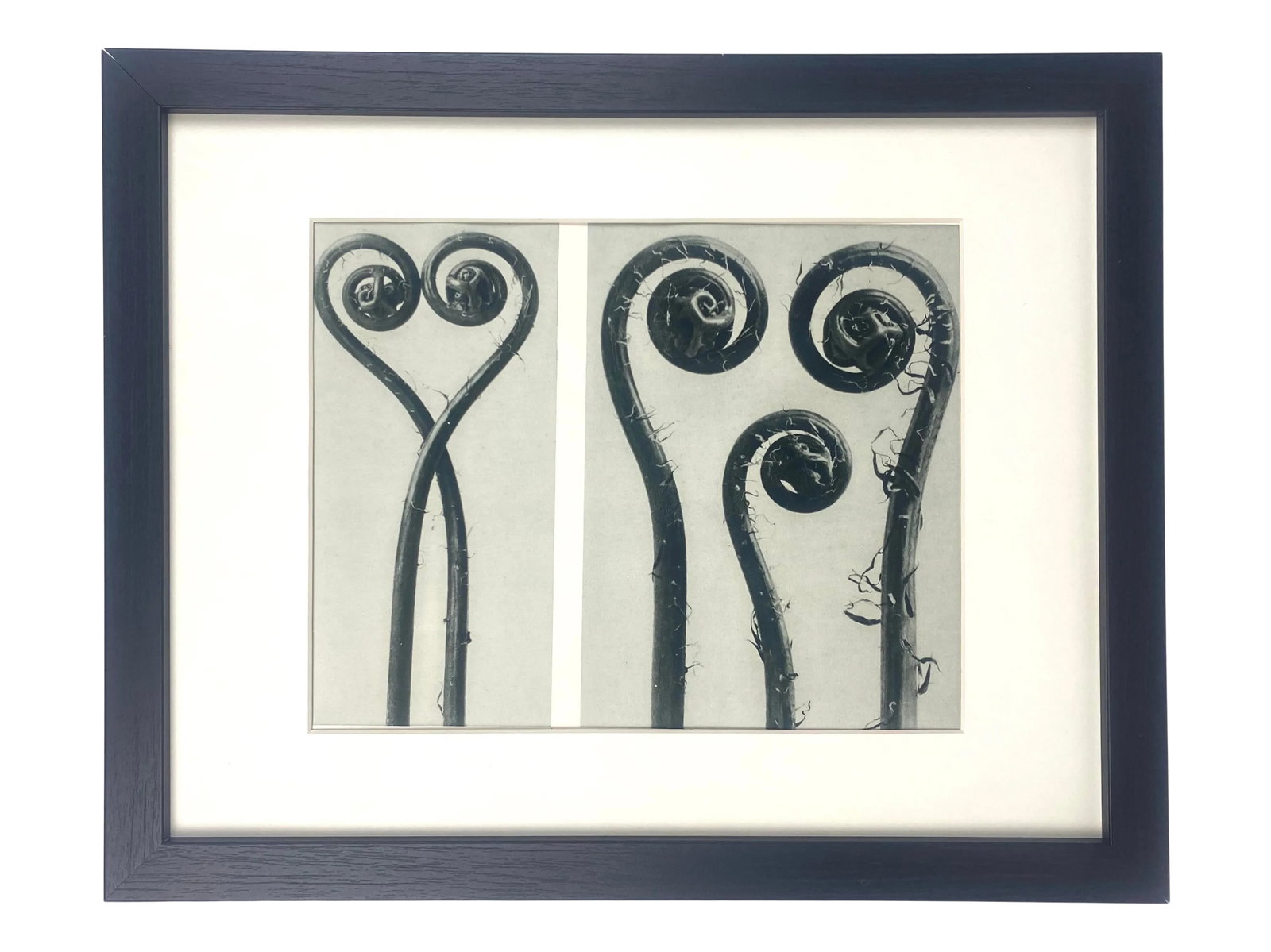 Framed Antique Botanical Blossfeldt Print - No. 54: Exquisite Botanical photogravure from famed Urformen Der Kunst portfolio by Blossfeldt . Karl Blossfeldt (1865 - 1932) was a German professor of sculpture, artist and photographer. His images were