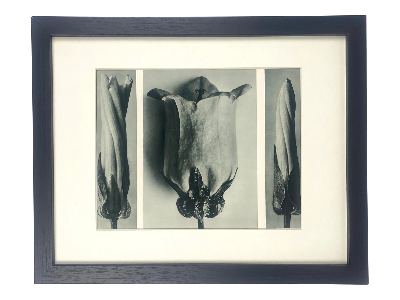 Framed Antique Botanical Blossfeldt Print - No. 107: Exquisite Botanical photogravure from famed Urformen Der Kunst portfolio by Blossfeldt . Karl Blossfeldt (1865 - 1932) was a German professor of sculpture, artist and photographer. His images were