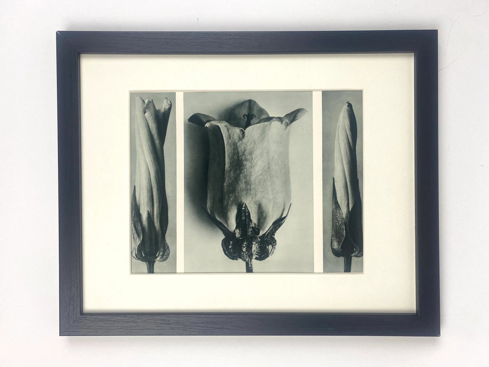 Framed Antique Botanical Blossfeldt Print - No. 107 - 5