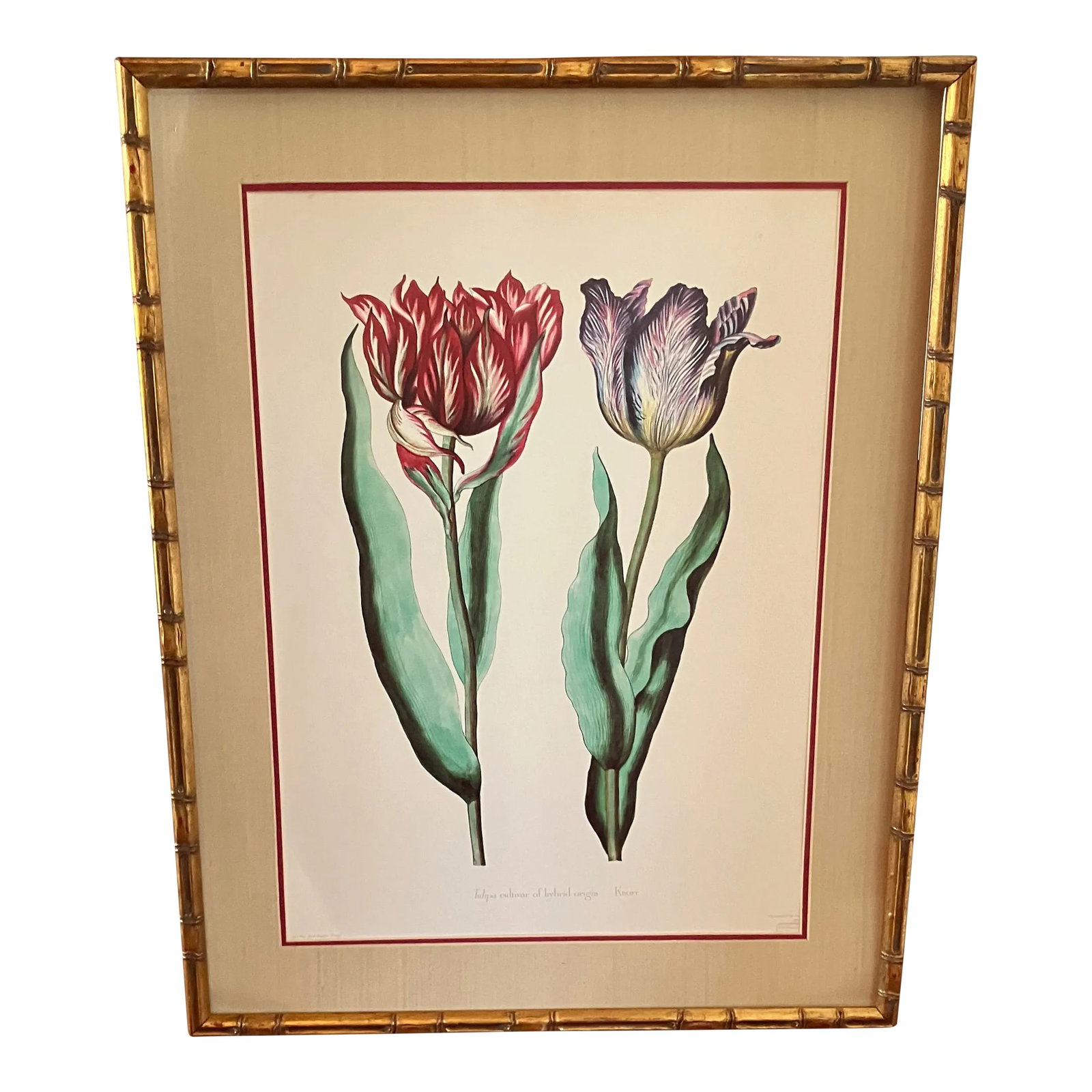 Parrot Tulips Lithograph, Commissioned by Kew Gardens, London, England, Framed: Wonderful illustration of Parrot Tulips lithograph. Commissioned by The Royal Botanical Gardens at Kew, London, England. Published in 1993. Presented in double mat of tan and burnt red to accentuate
