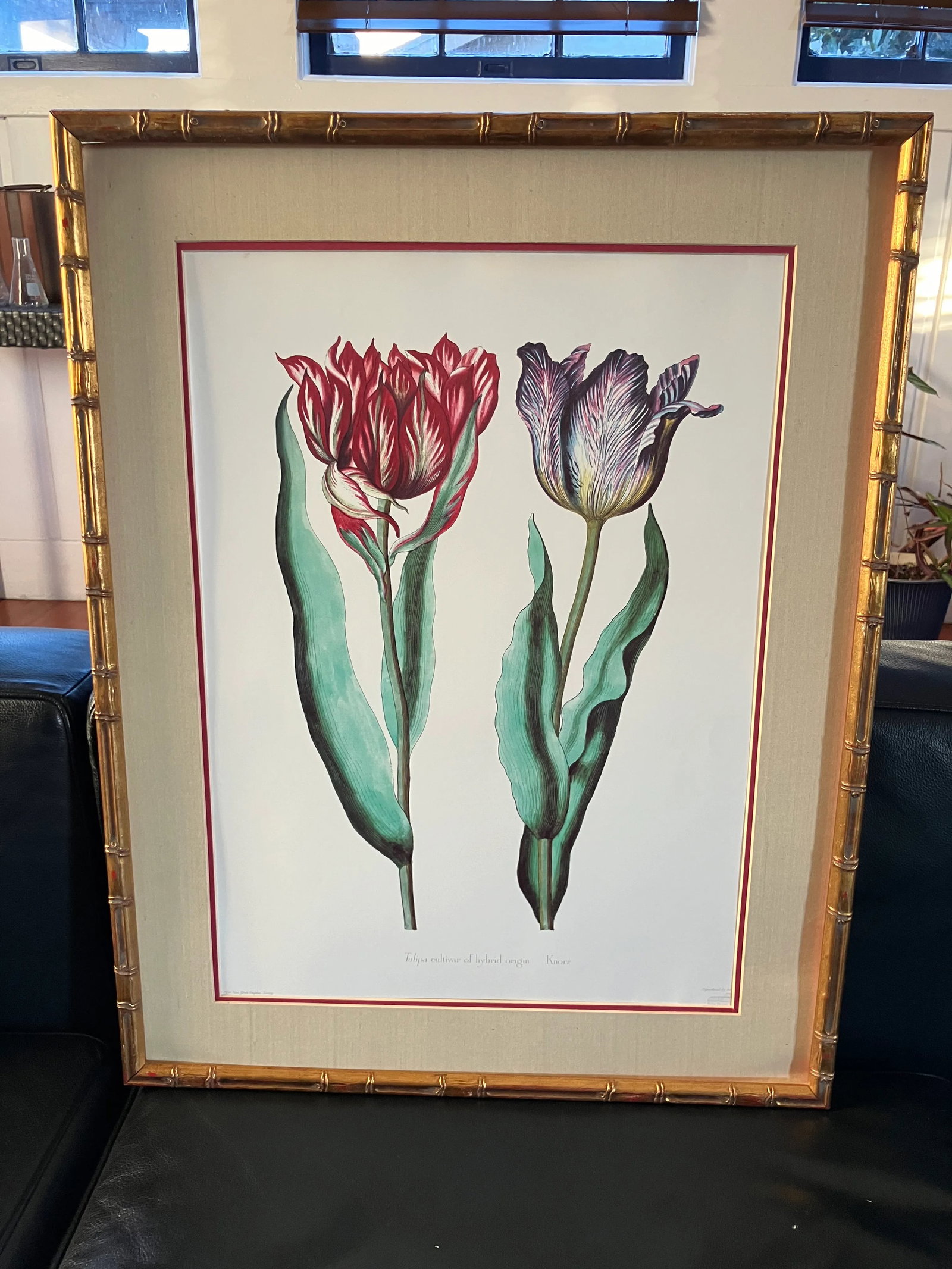 Parrot Tulips Lithograph, Commissioned by Kew Gardens, London, England, Framed - 2