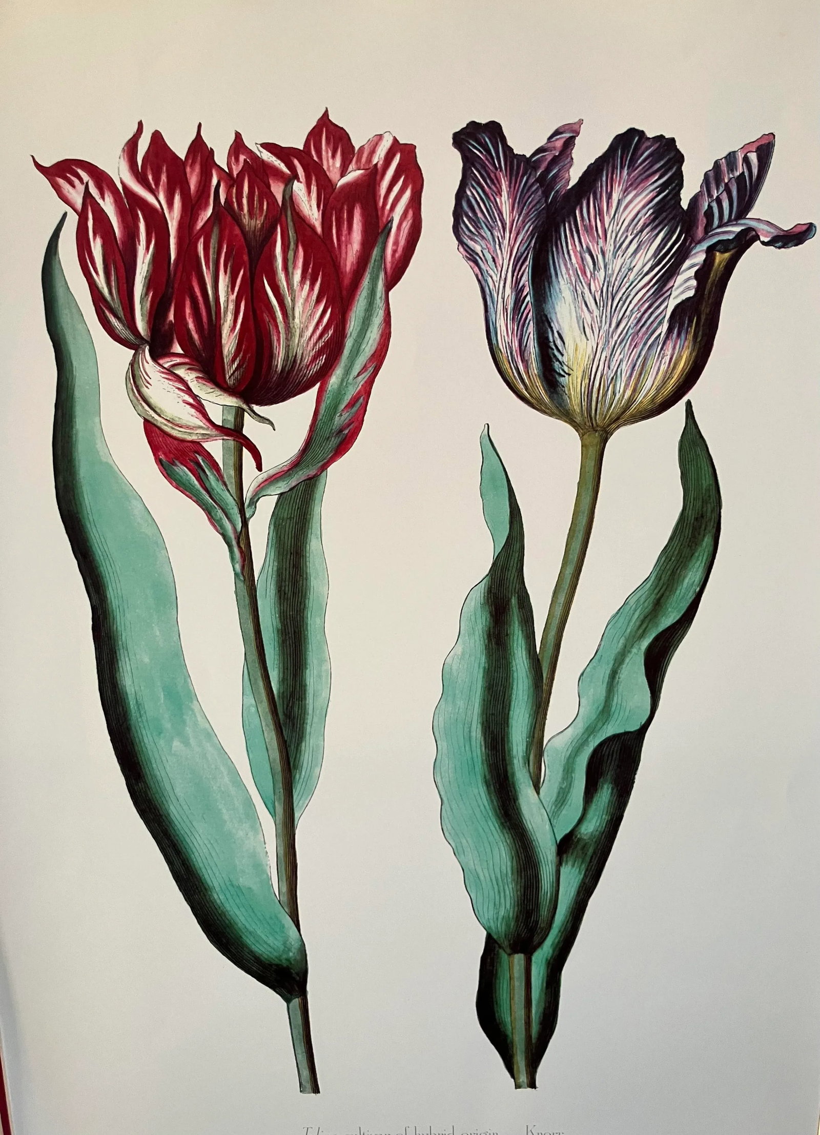 Parrot Tulips Lithograph, Commissioned by Kew Gardens, London, England, Framed - 3