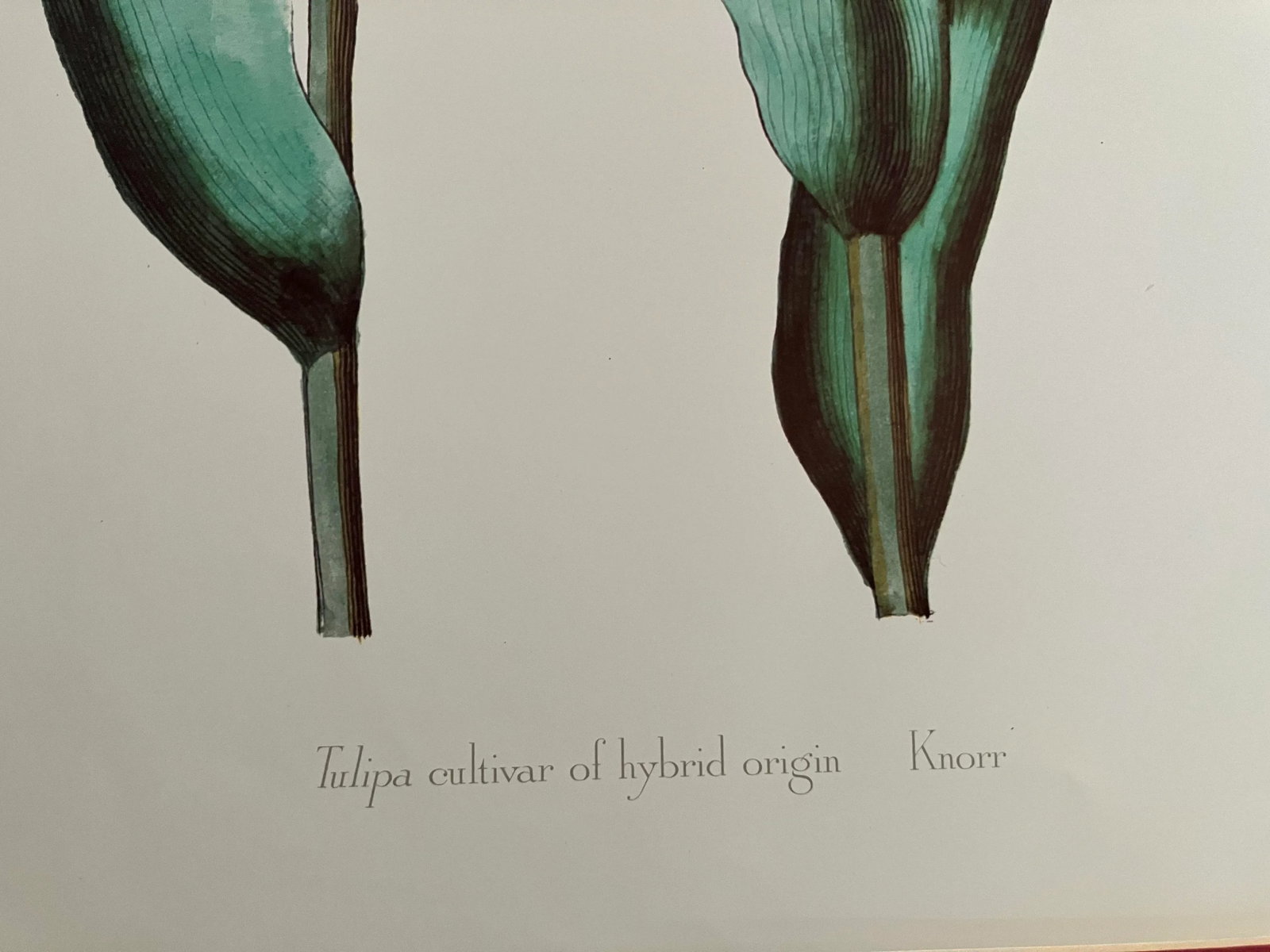 Parrot Tulips Lithograph, Commissioned by Kew Gardens, London, England, Framed - 4