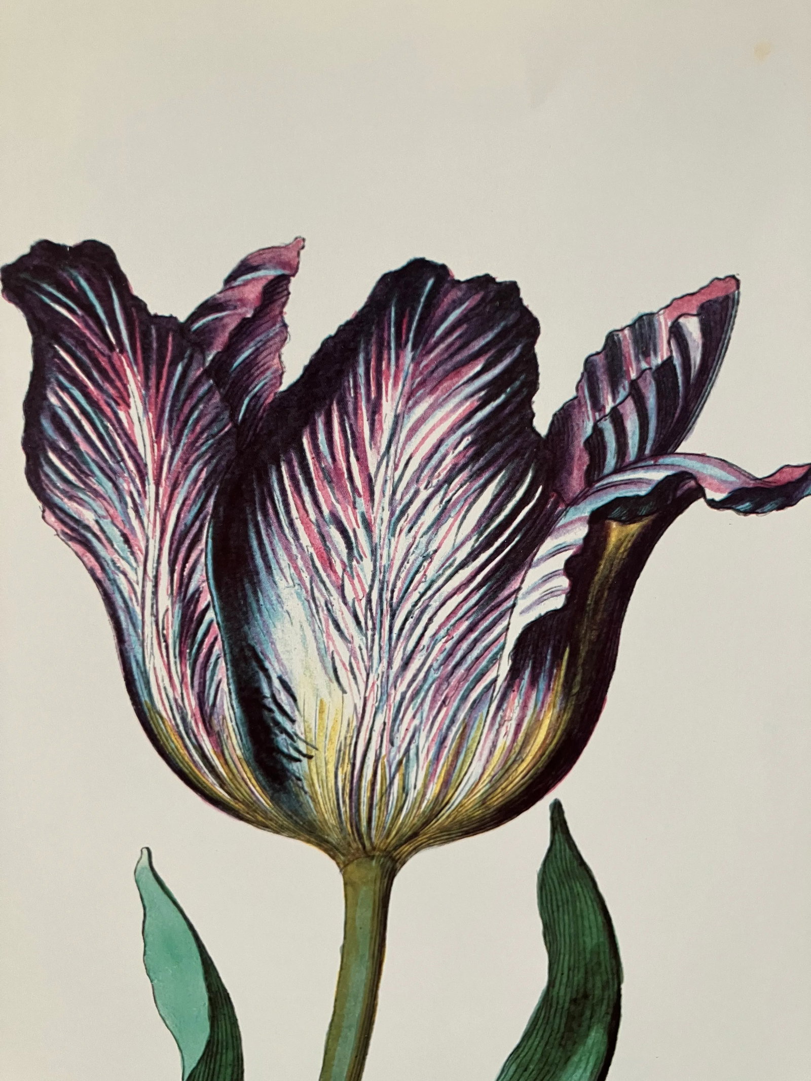 Parrot Tulips Lithograph, Commissioned by Kew Gardens, London, England, Framed - 6