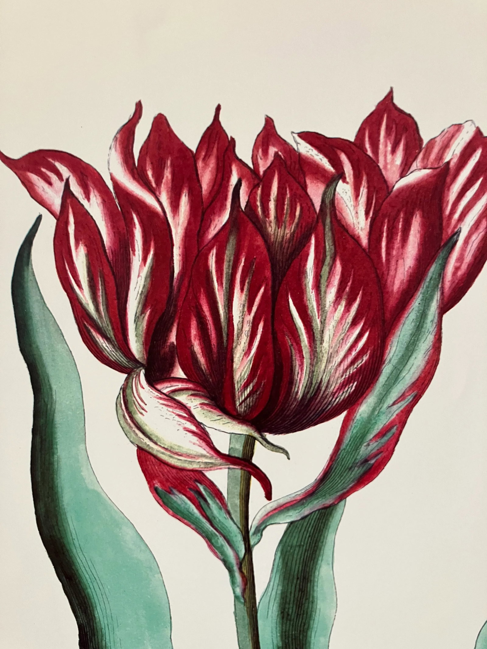 Parrot Tulips Lithograph, Commissioned by Kew Gardens, London, England, Framed - 7