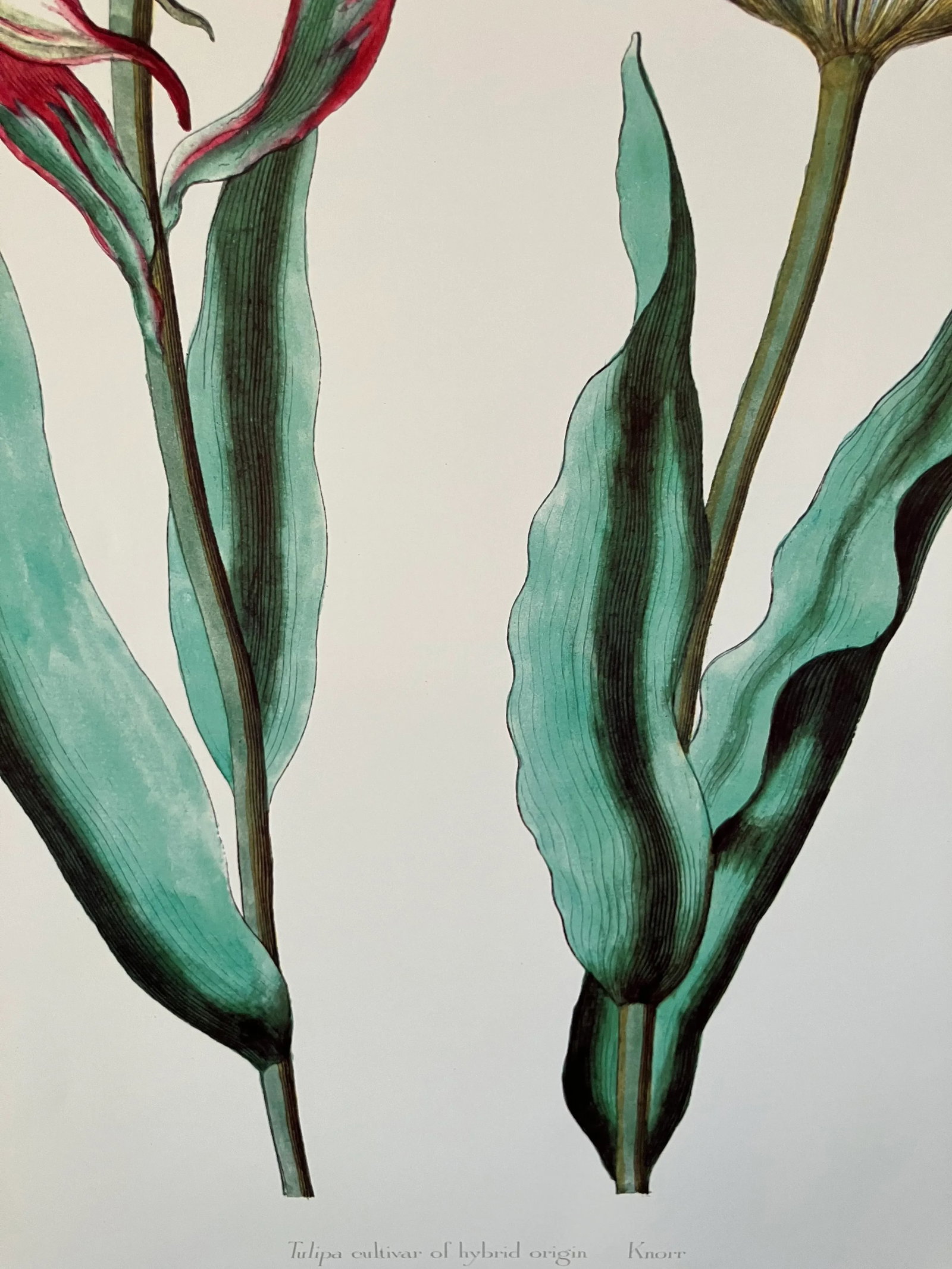 Parrot Tulips Lithograph, Commissioned by Kew Gardens, London, England, Framed - 8