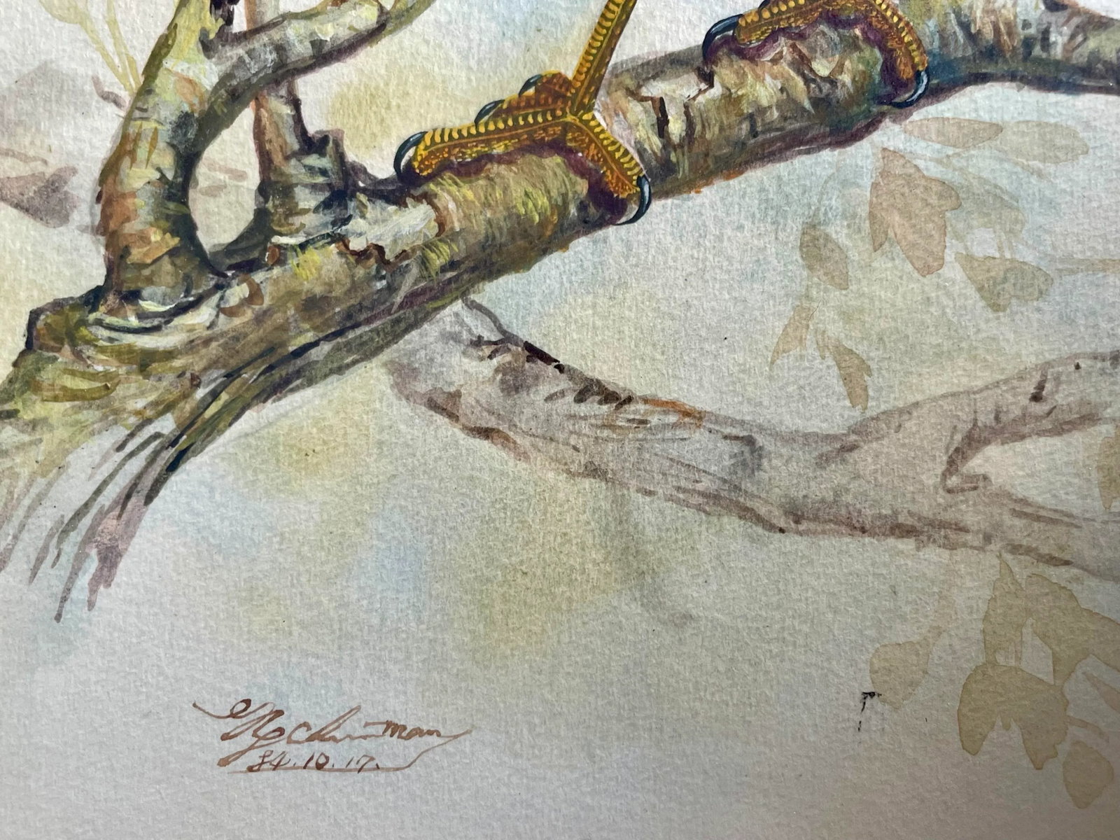 Vintage Watercolor Avian Animal Paintings, Signed & Framed Pair - 4