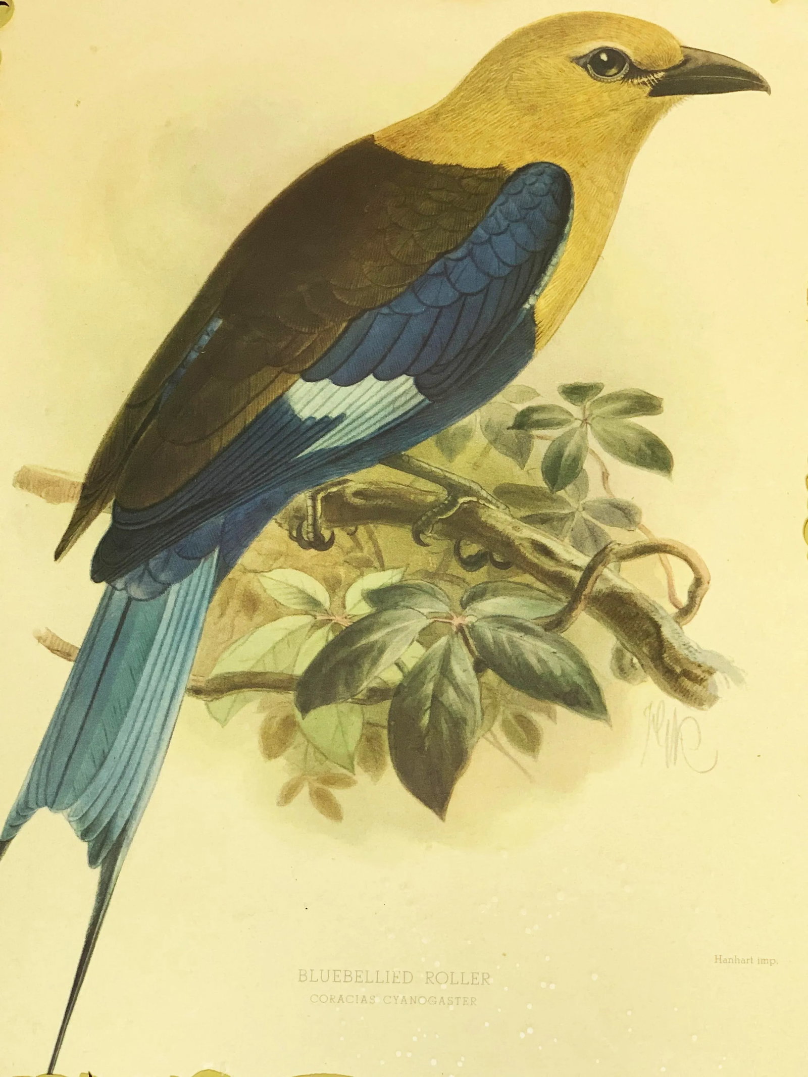19th Century Antique John Gerald Keulemans Framed and Signed Hand-Colored Bluebellied Roller Bird Li - 2