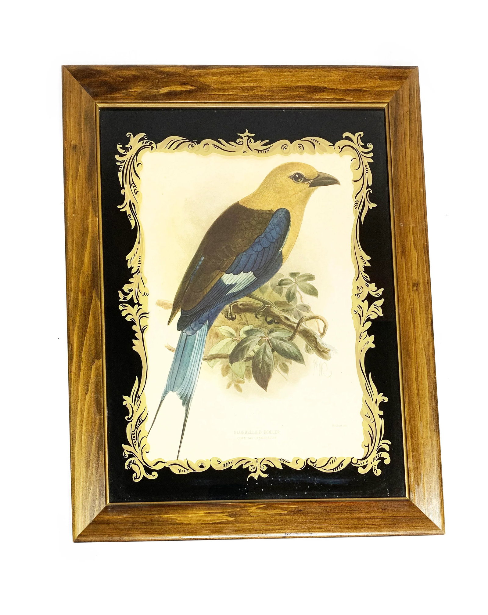 19th Century Antique John Gerald Keulemans Framed and Signed Hand-Colored Bluebellied Roller Bird Li - 3
