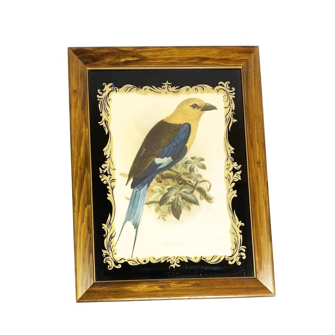19th Century Antique John Gerald Keulemans Framed and Signed Hand-Colored Bluebellied Roller Bird Li - 4