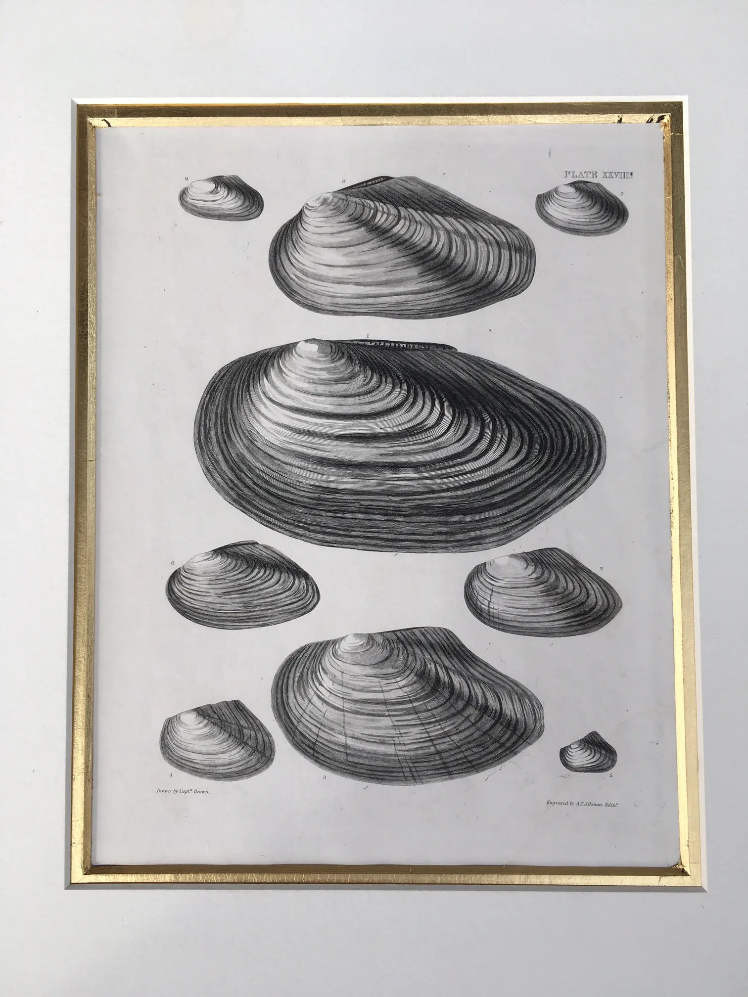 Black & White Shells, Copper Plate Engraving by William Home Lizar C-1840 - 10