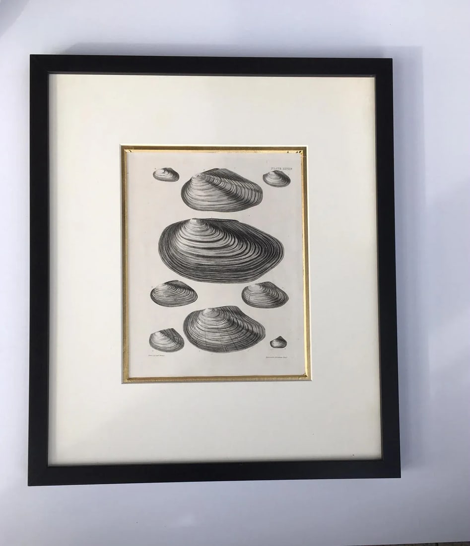 Black & White Shells, Copper Plate Engraving by William Home Lizar C-1840 - 11