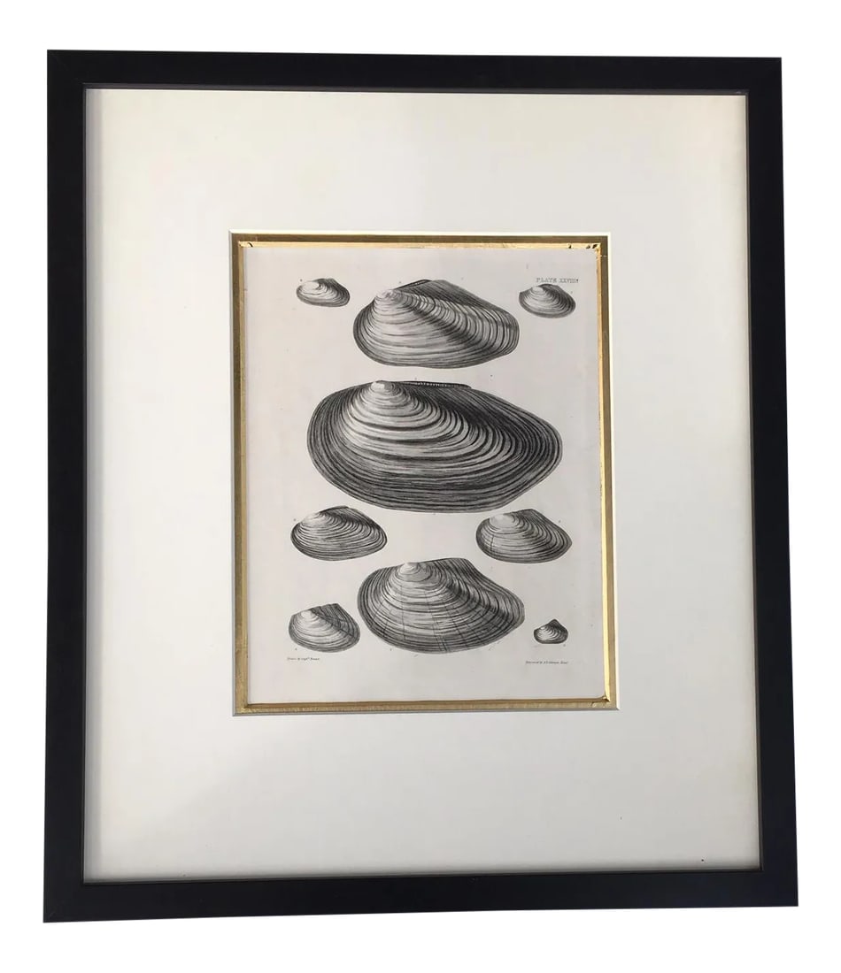 Black & White Shells, Copper Plate Engraving by William Home Lizar C-1840 (1 of 11)