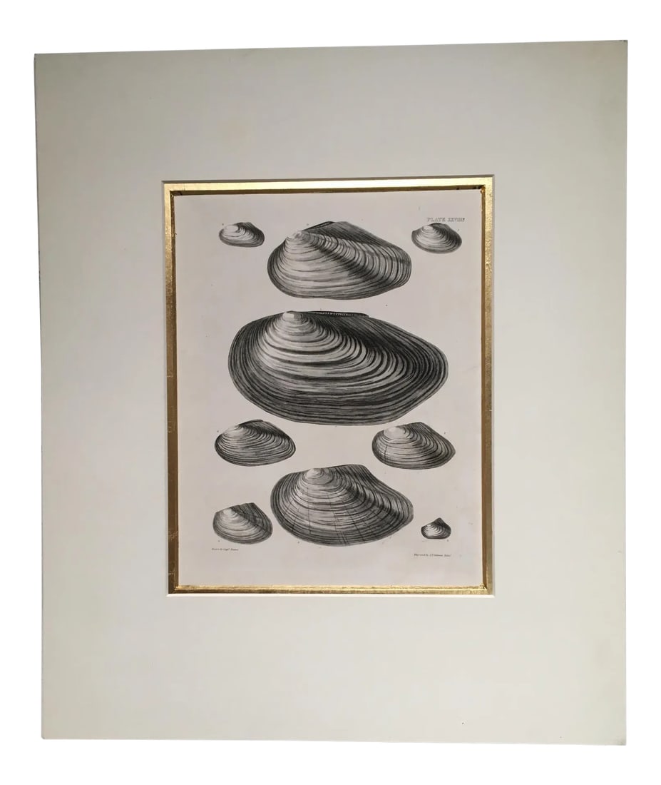 Black & White Shells, Copper Plate Engraving by William Home Lizar C-1840 - 2