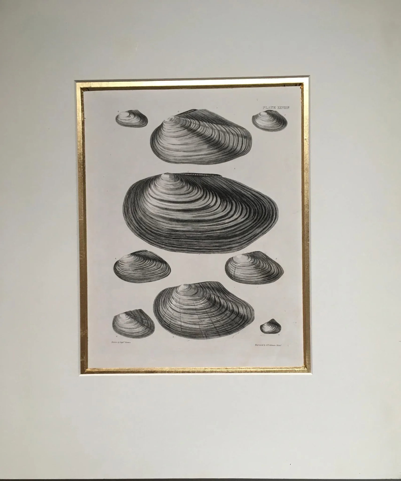 Black & White Shells, Copper Plate Engraving by William Home Lizar C-1840 - 3