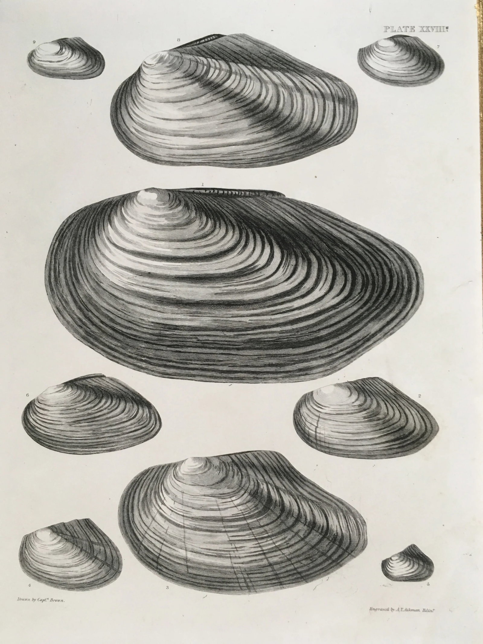 Black & White Shells, Copper Plate Engraving by William Home Lizar C-1840 - 4