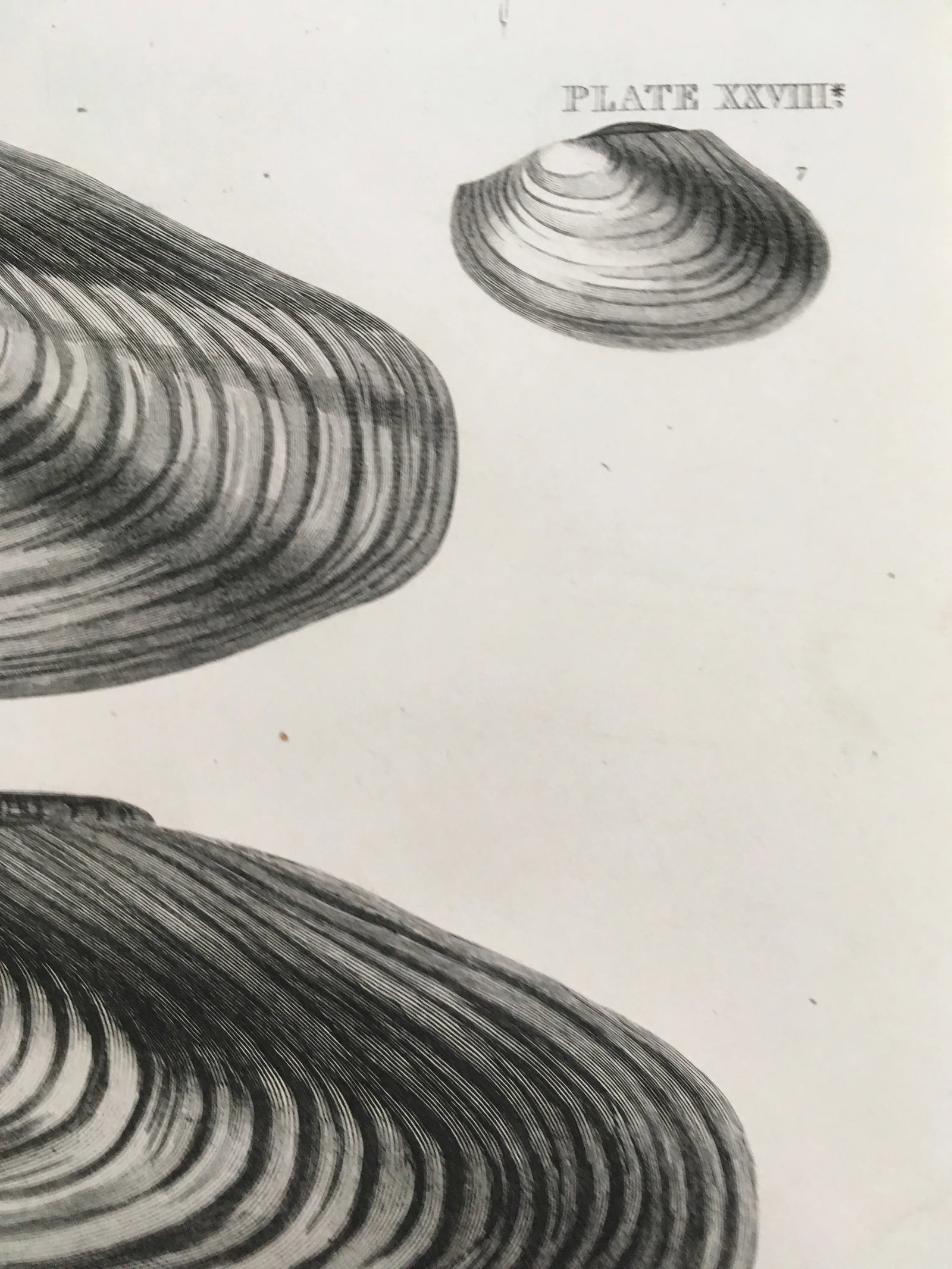 Black & White Shells, Copper Plate Engraving by William Home Lizar C-1840 - 5