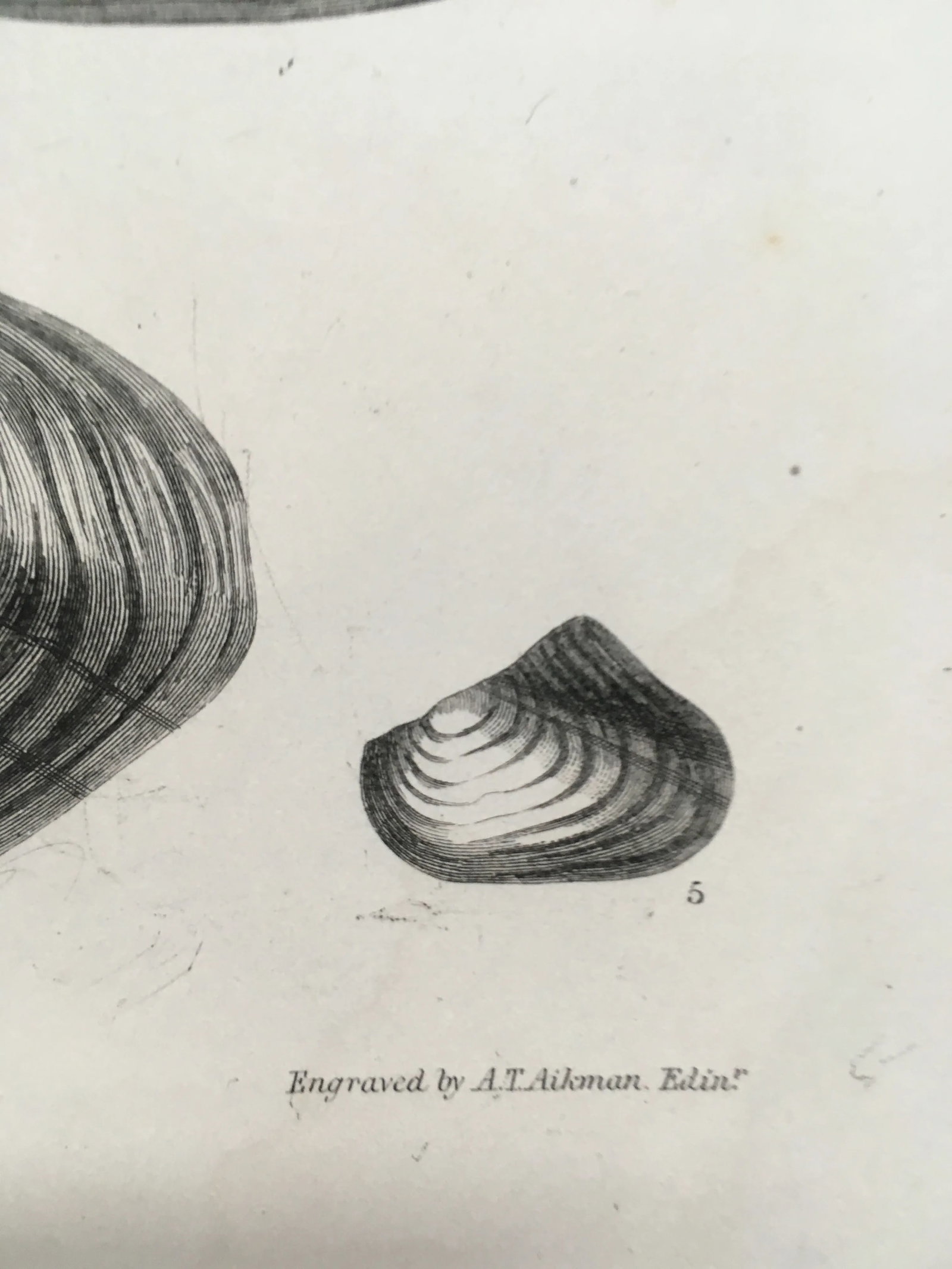 Black & White Shells, Copper Plate Engraving by William Home Lizar C-1840 - 6