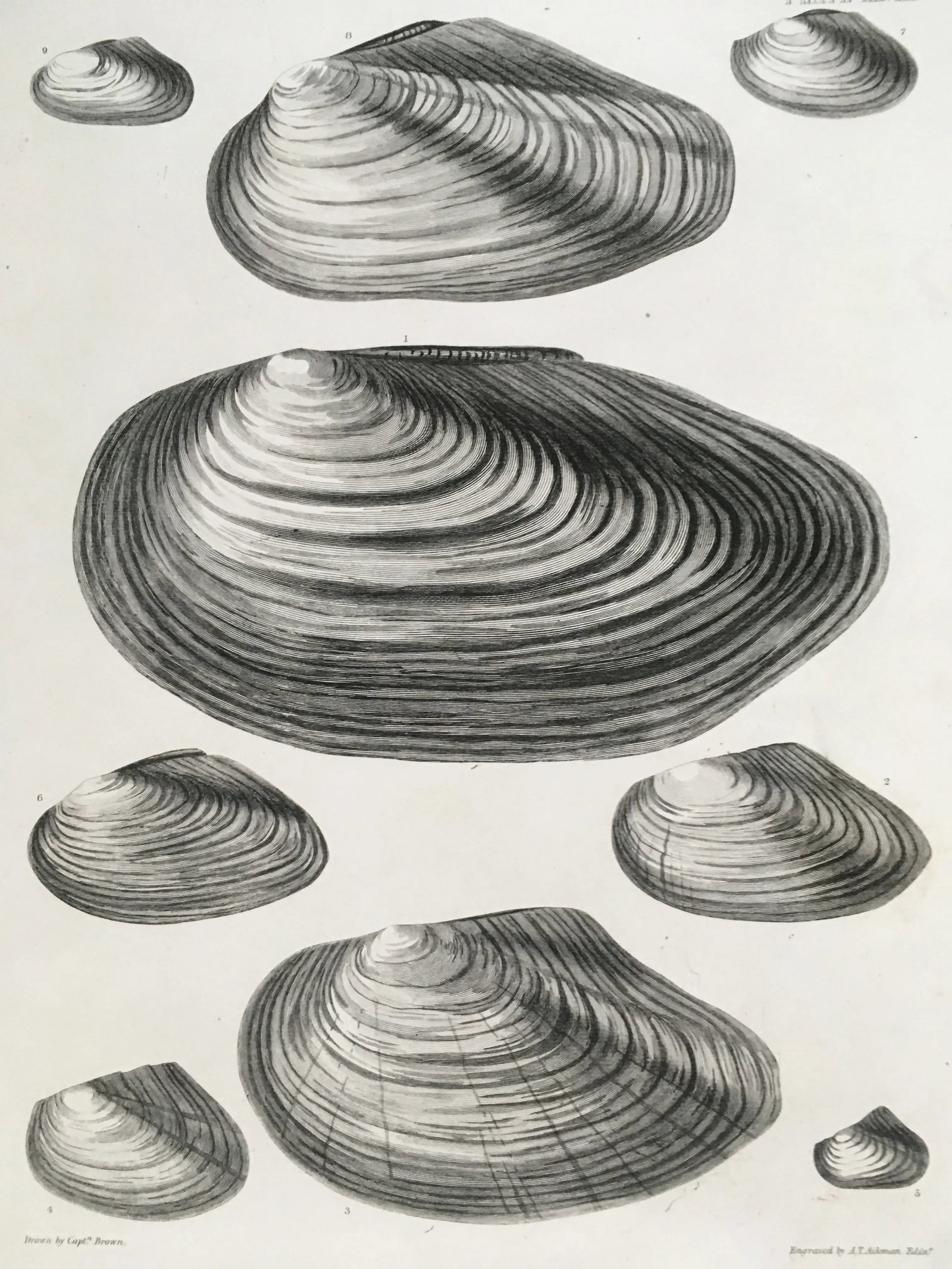 Black & White Shells, Copper Plate Engraving by William Home Lizar C-1840 - 7
