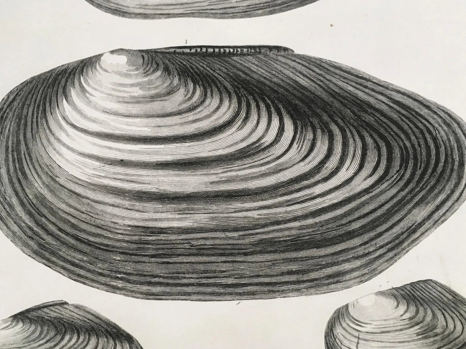 Black & White Shells, Copper Plate Engraving by William Home Lizar C-1840 - 8