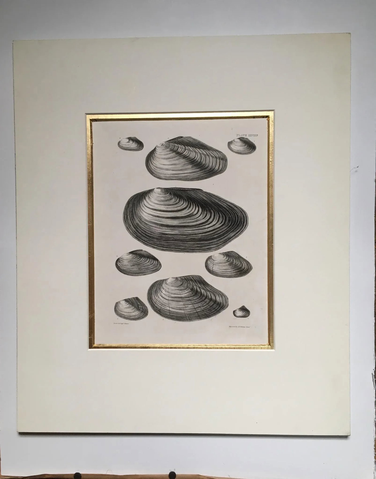 Black & White Shells, Copper Plate Engraving by William Home Lizar C-1840 - 9