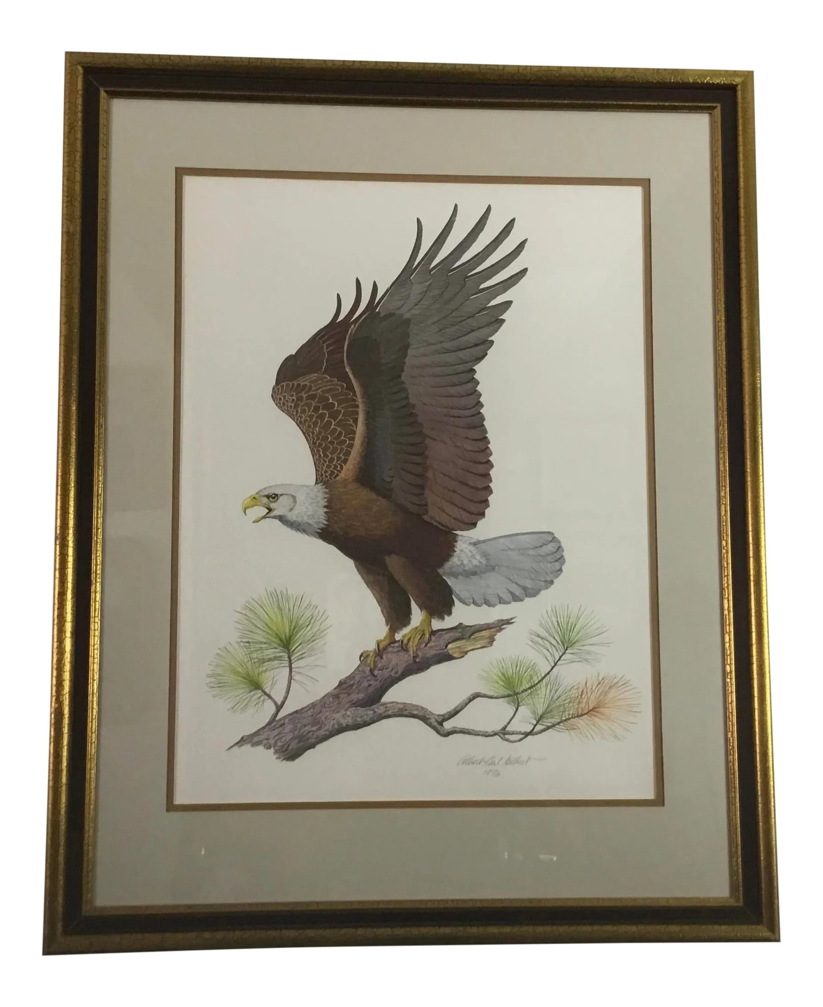 American Bald Eagle by Albert Earl Gilbert: Hand colored engraving by Albert Earle Gilbert -who is considered by art critics and naturalists alike to be one of the worlds most brilliant wildlife artists -this engraving was done for the Audubon
