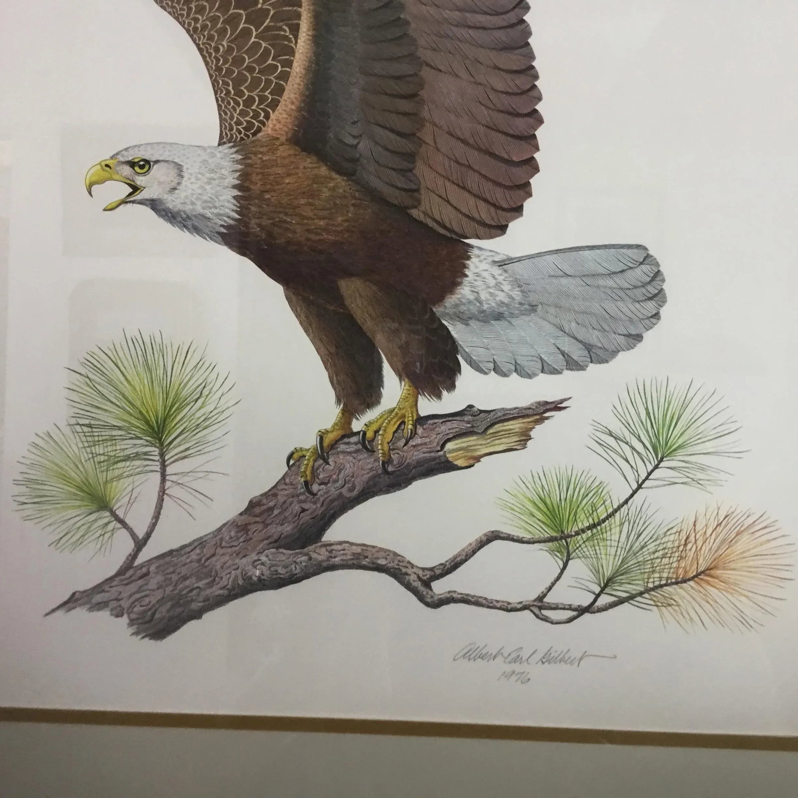 American Bald Eagle by Albert Earl Gilbert - 4
