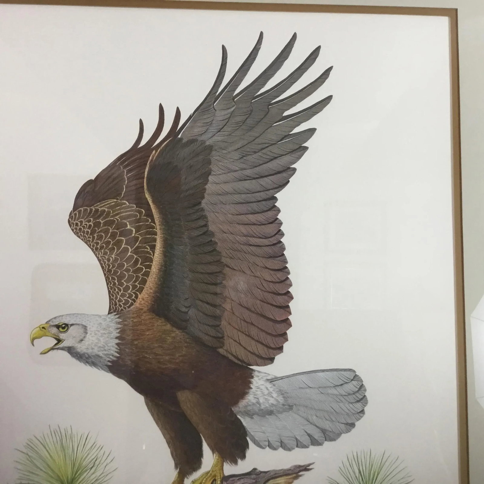 American Bald Eagle by Albert Earl Gilbert - 7