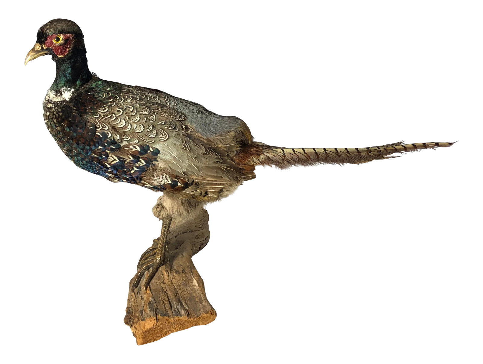 Vintage Mid 20th Century Taxidermy Pheasant Mounted on Natural Wood Base: A perfect addition for your cabin or natural rustic home decor. This vintage taxidermy specimen is a quality job and truly respects the beauty in these wild creatures of nature. Amazing plumage with