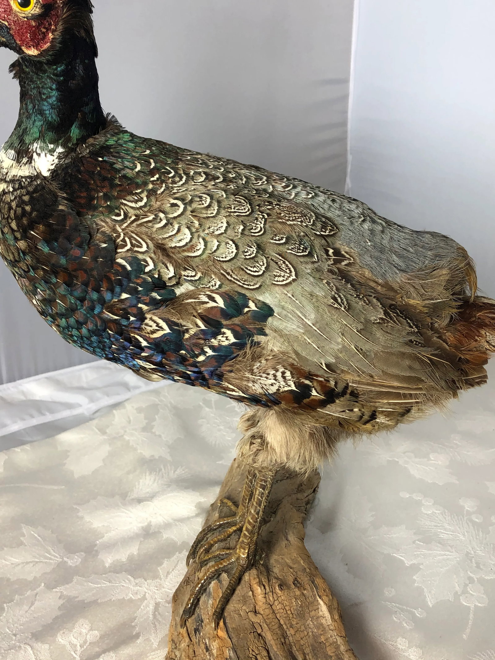 Vintage Mid 20th Century Taxidermy Pheasant Mounted on Natural Wood Base - 2