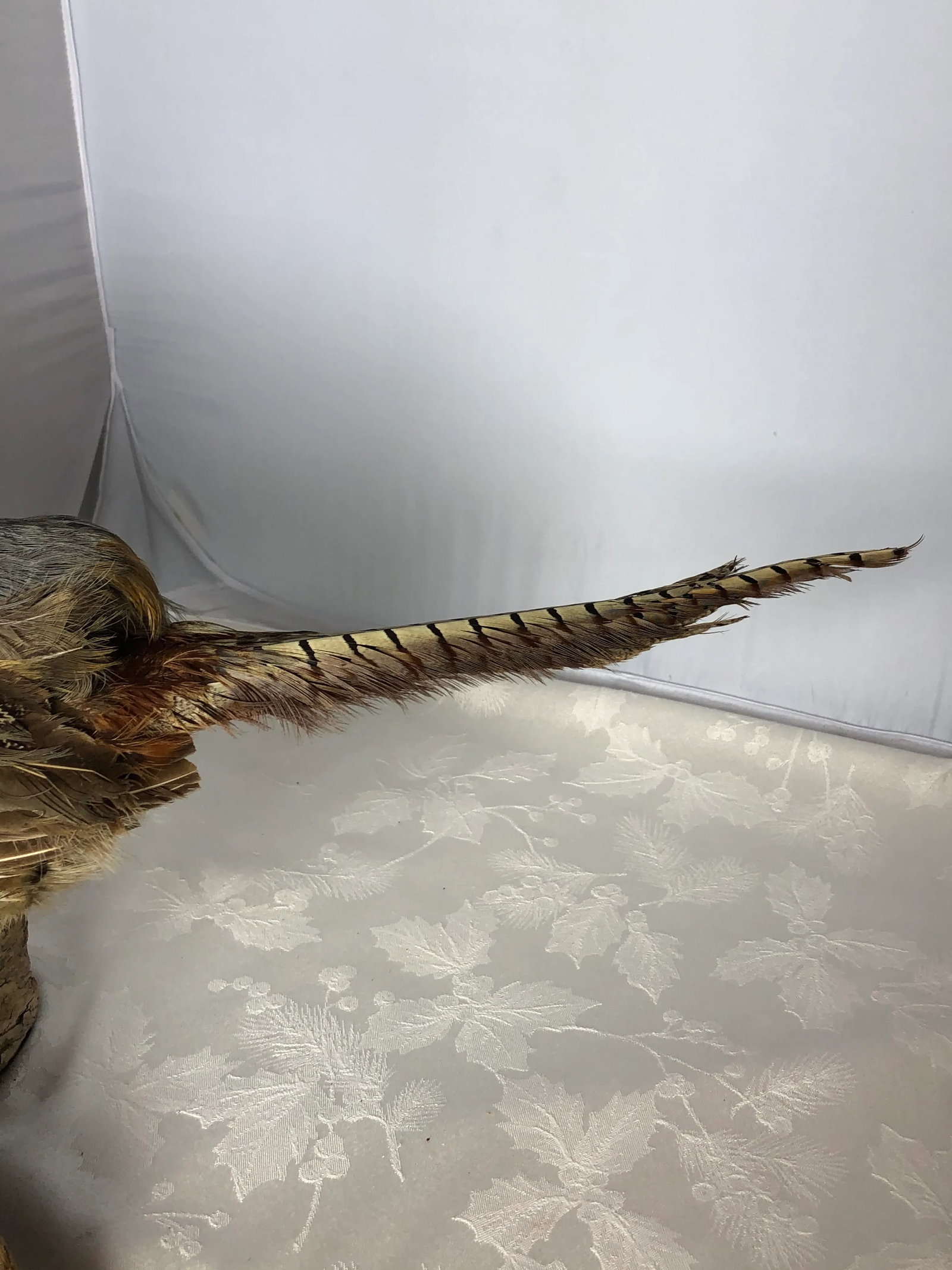 Vintage Mid 20th Century Taxidermy Pheasant Mounted on Natural Wood Base - 3