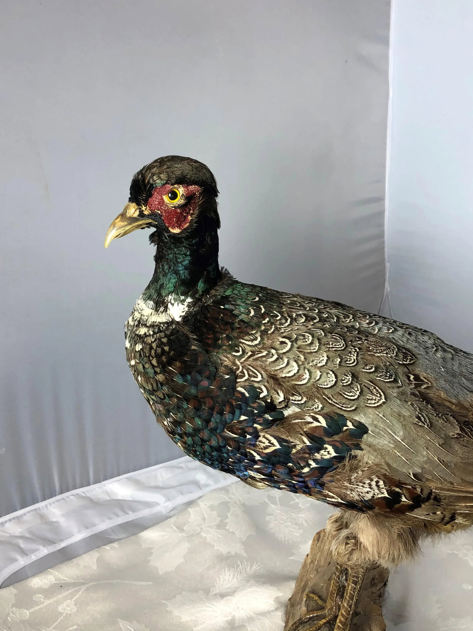 Vintage Mid 20th Century Taxidermy Pheasant Mounted on Natural Wood Base - 4