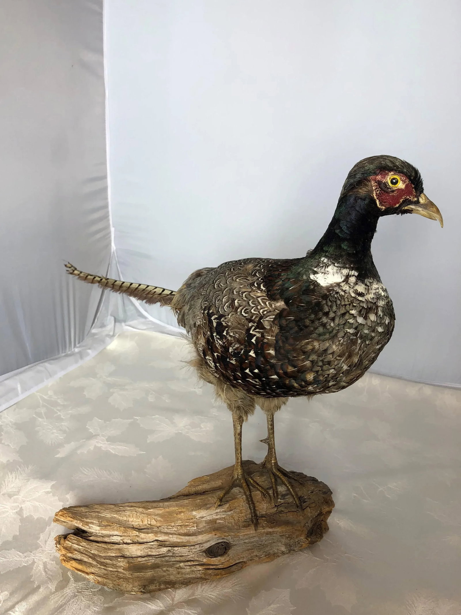 Vintage Mid 20th Century Taxidermy Pheasant Mounted on Natural Wood Base - 5