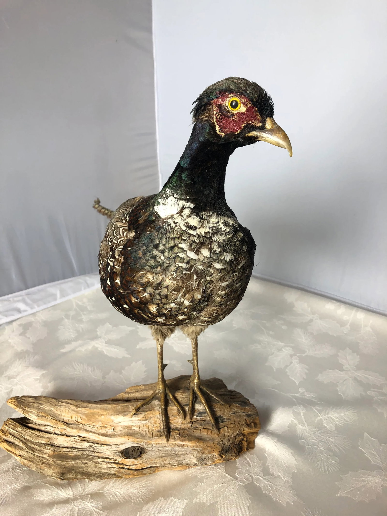 Vintage Mid 20th Century Taxidermy Pheasant Mounted on Natural Wood Base - 6