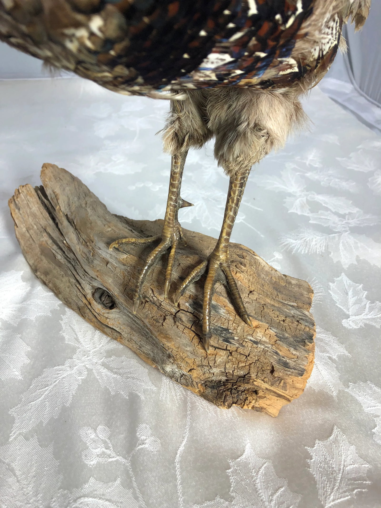 Vintage Mid 20th Century Taxidermy Pheasant Mounted on Natural Wood Base - 7