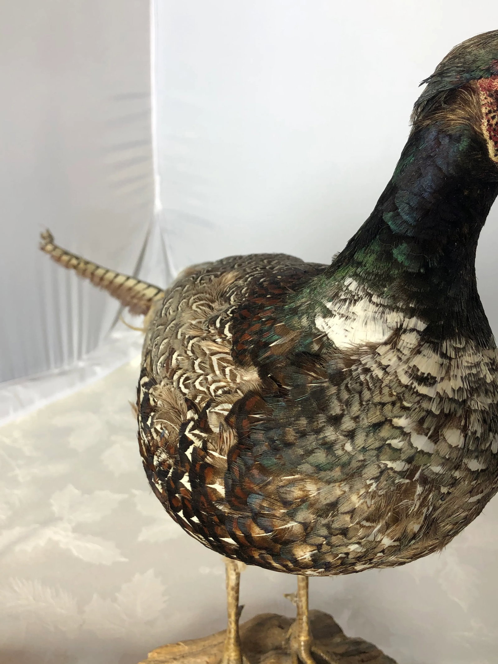 Vintage Mid 20th Century Taxidermy Pheasant Mounted on Natural Wood Base - 8