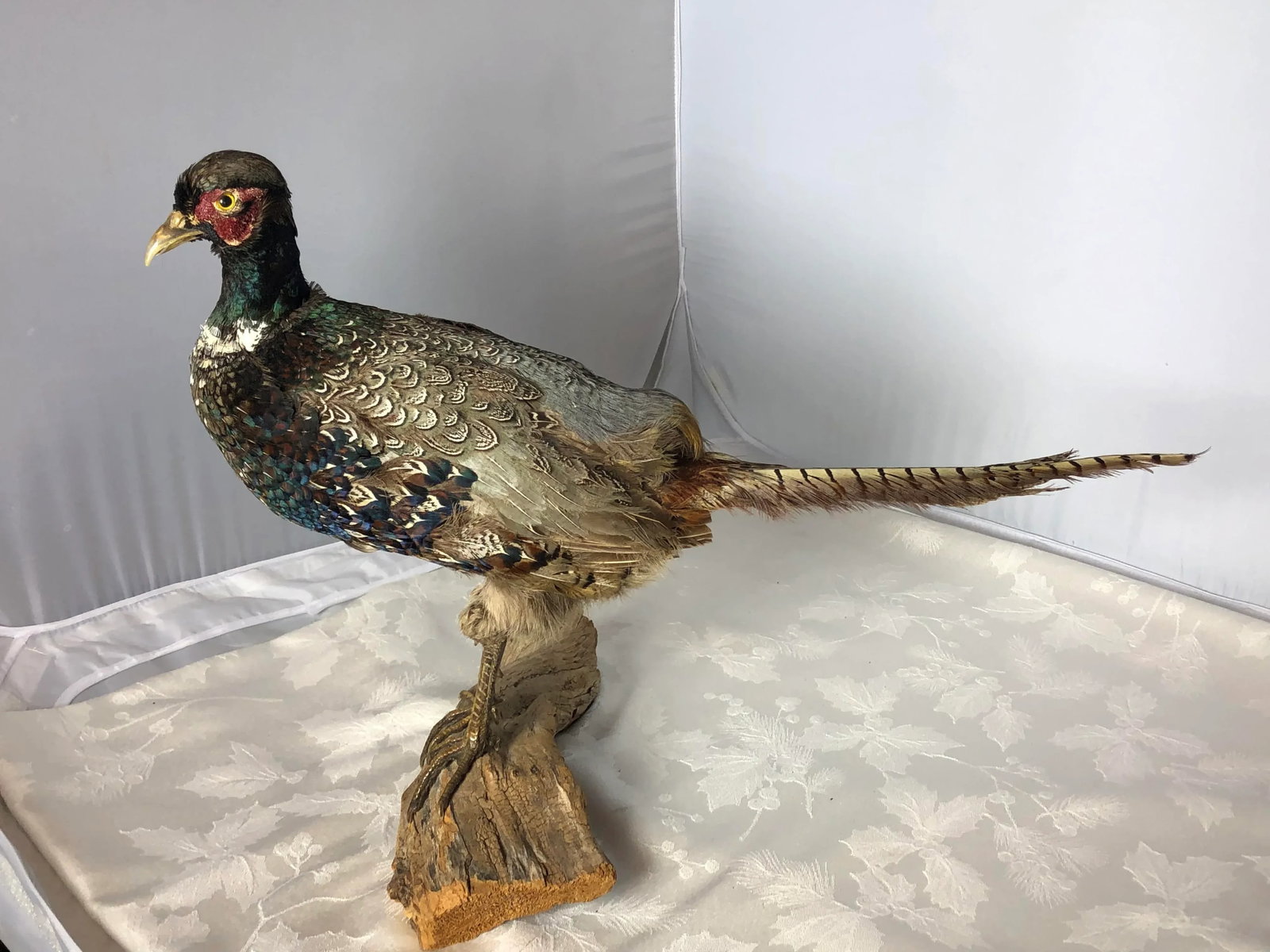 Vintage Mid 20th Century Taxidermy Pheasant Mounted on Natural Wood Base - 9