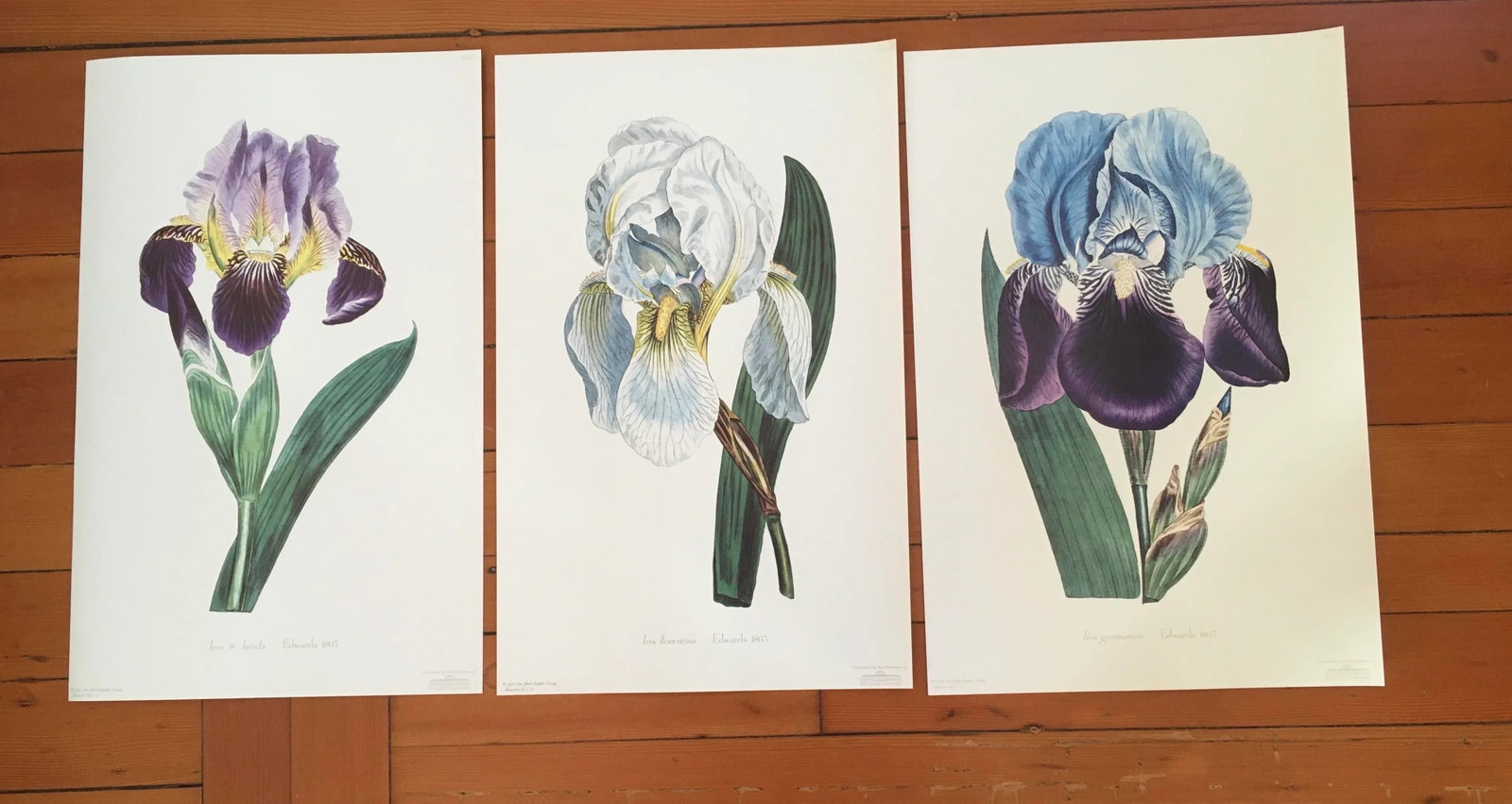 Royal Kew Gardens Botanical Lithographs of Bearded Tulips by Edwards, Set of 3 - 10