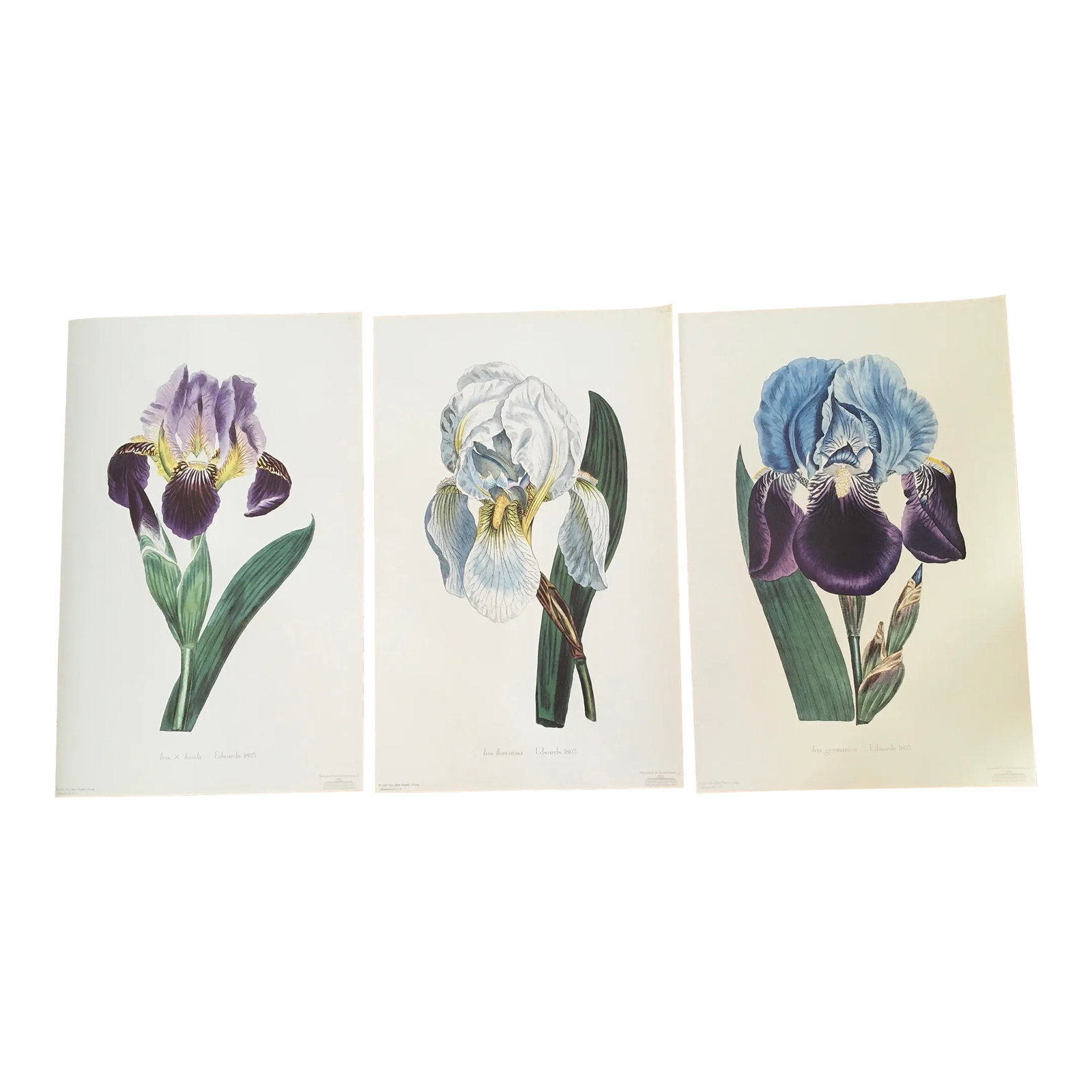 Royal Kew Gardens Botanical Lithographs of Bearded Tulips by Edwards, Set of 3: Delightful set of three Bearded Iris Botanical Lithographs. Commissioned by Royal Botanical Kew Gardens and published in the USA by New York Graphic Society. Unframed. Sydenham Teast Edwards