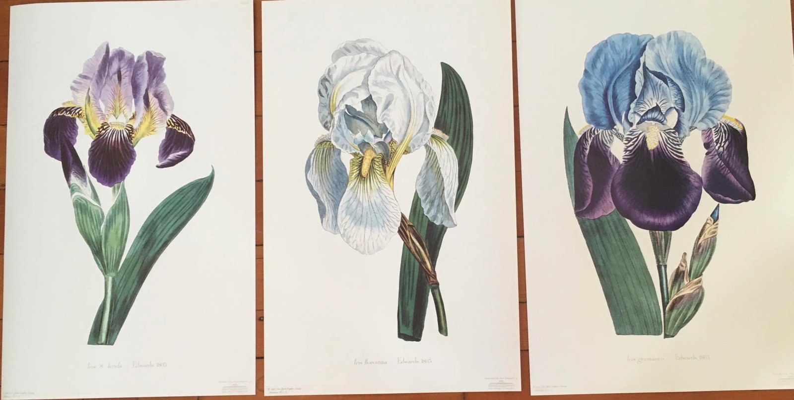 Royal Kew Gardens Botanical Lithographs of Bearded Tulips by Edwards, Set of 3 - 2