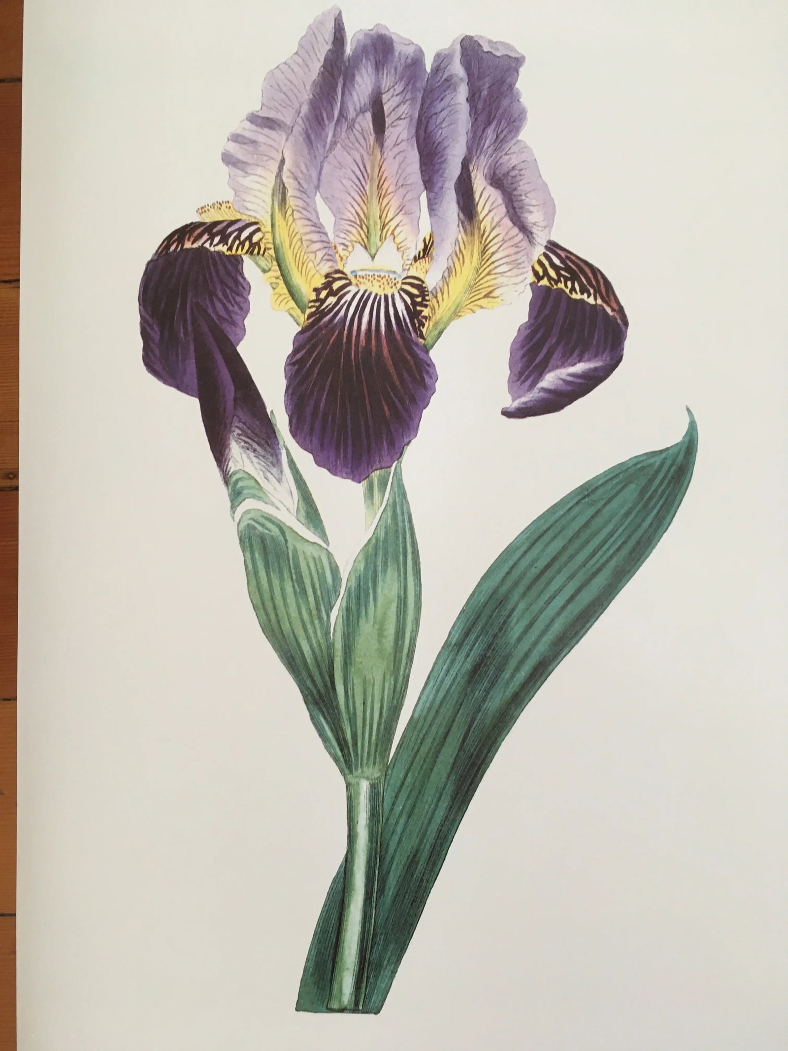 Royal Kew Gardens Botanical Lithographs of Bearded Tulips by Edwards, Set of 3 - 3