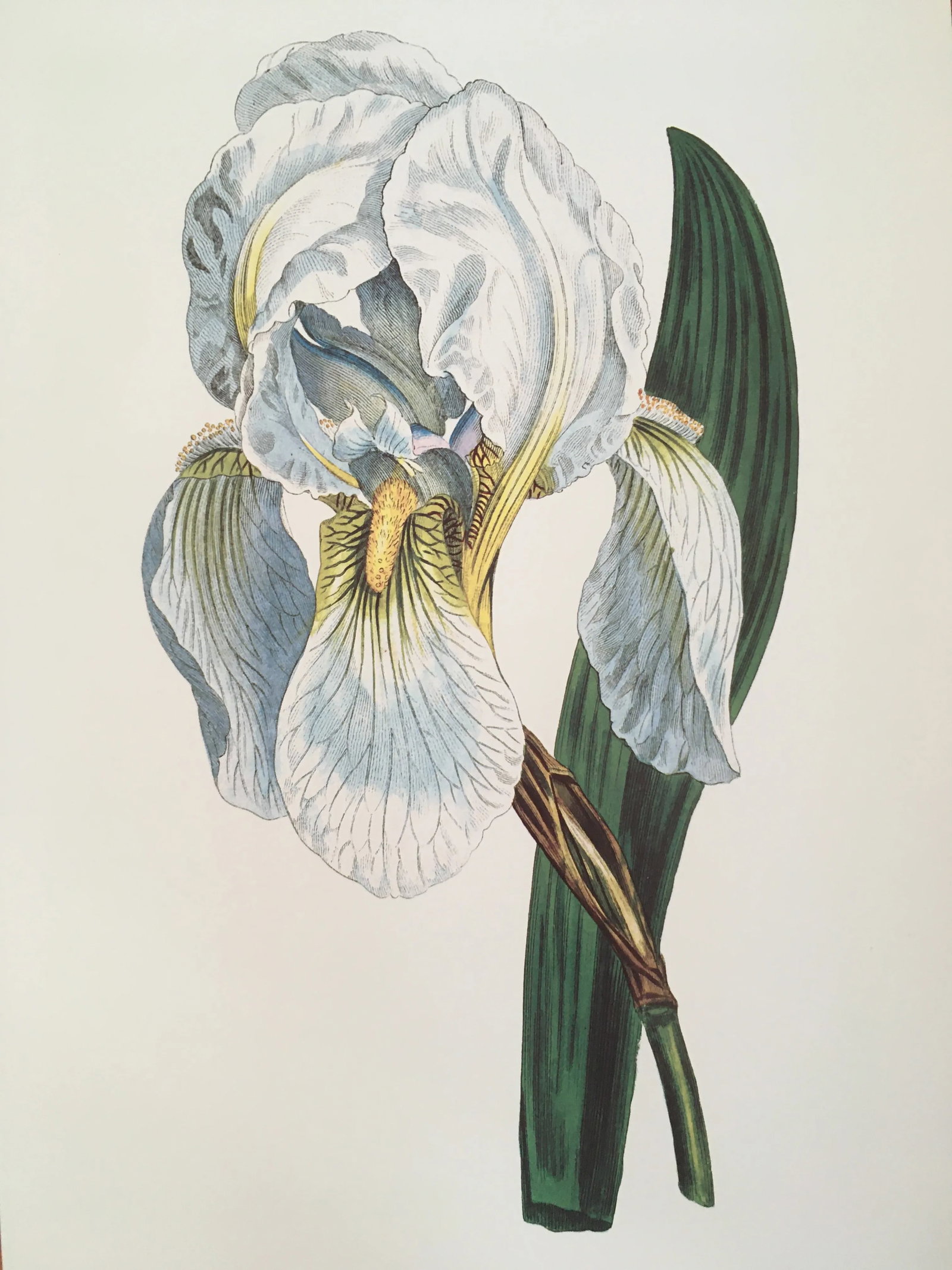 Royal Kew Gardens Botanical Lithographs of Bearded Tulips by Edwards, Set of 3 - 4